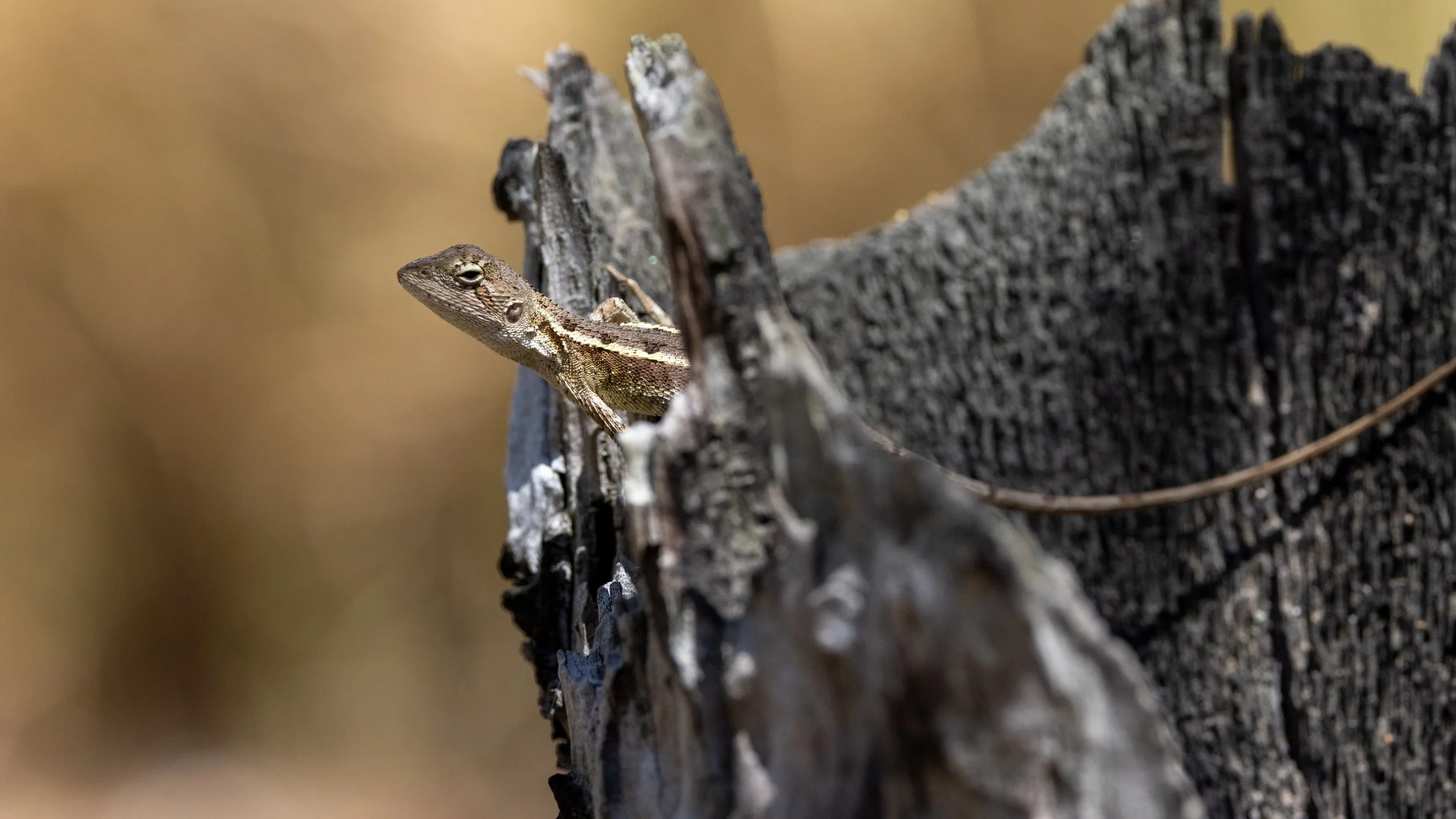 Brisbane Lizard V.jpg