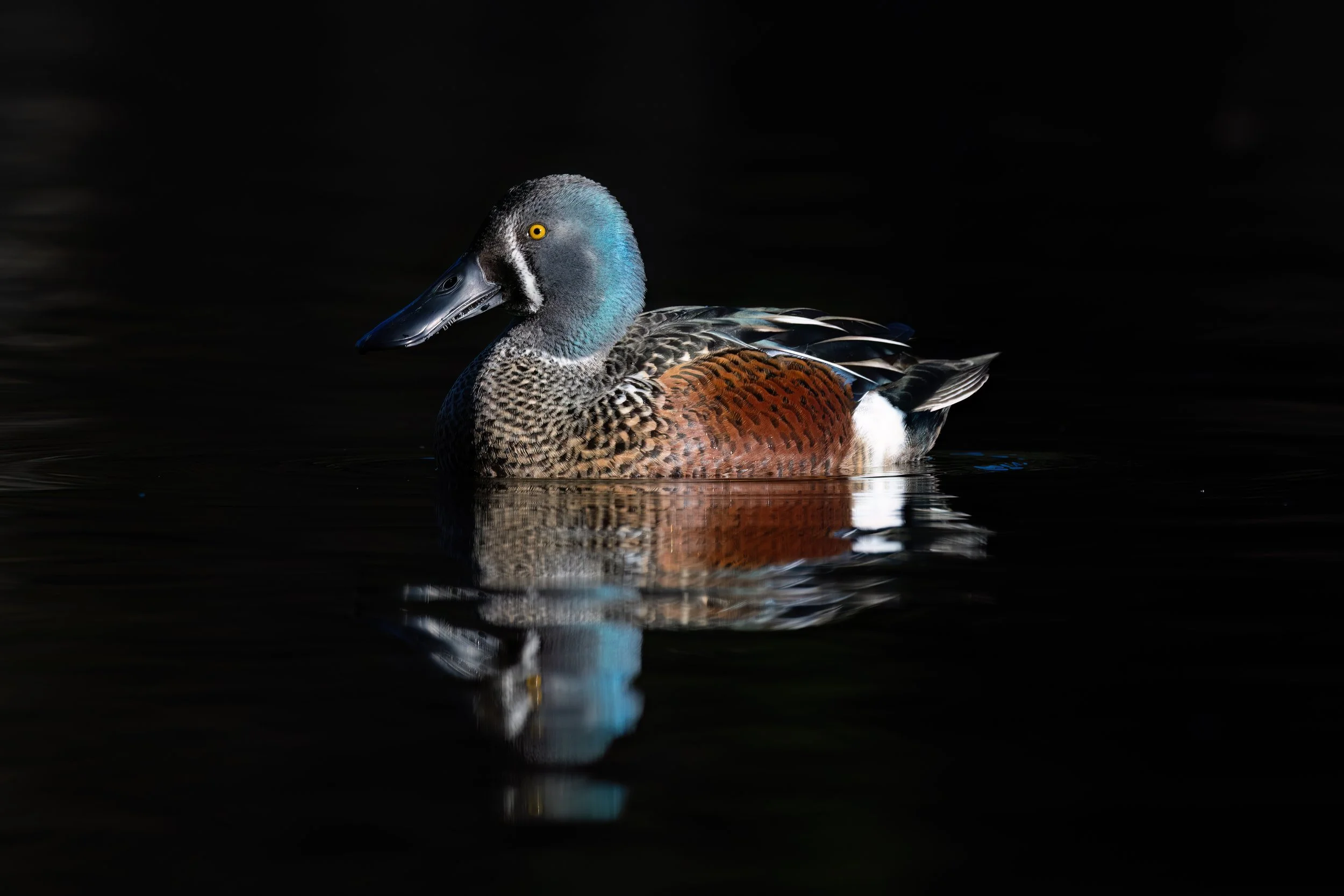VIRGINIA LAKE - Shovellor II.jpg