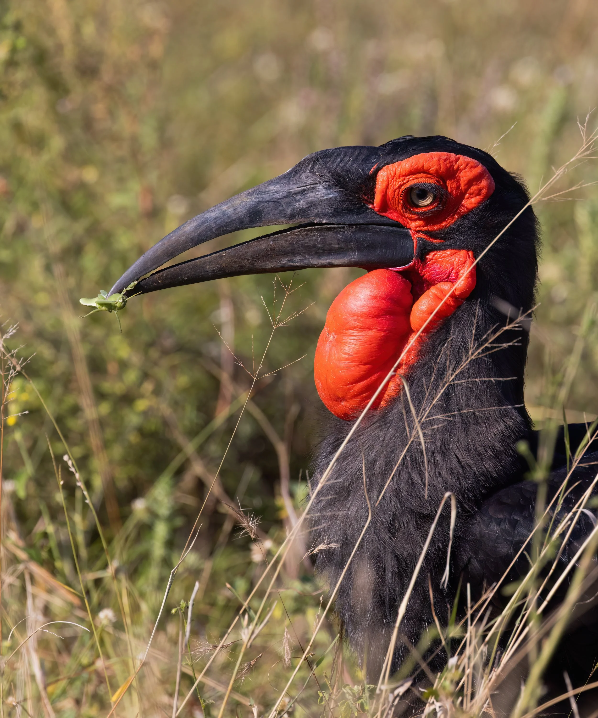 Kruger - Hornbill II.jpg