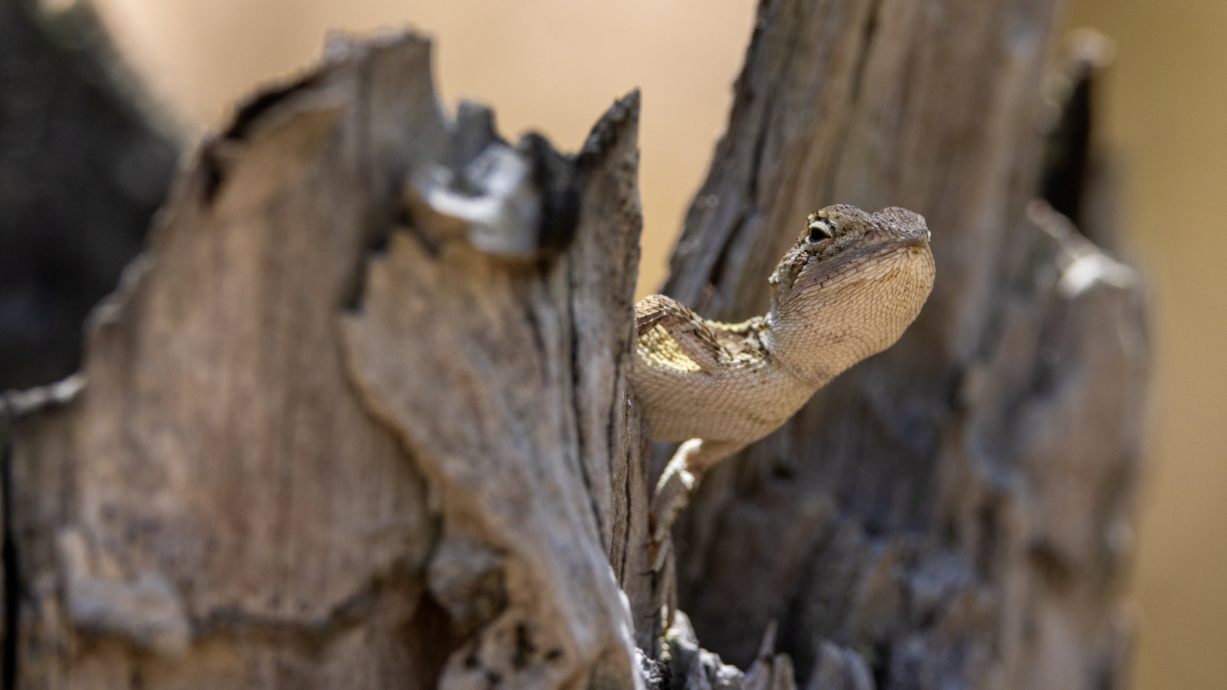 Brisbane Lizard IV.jpg