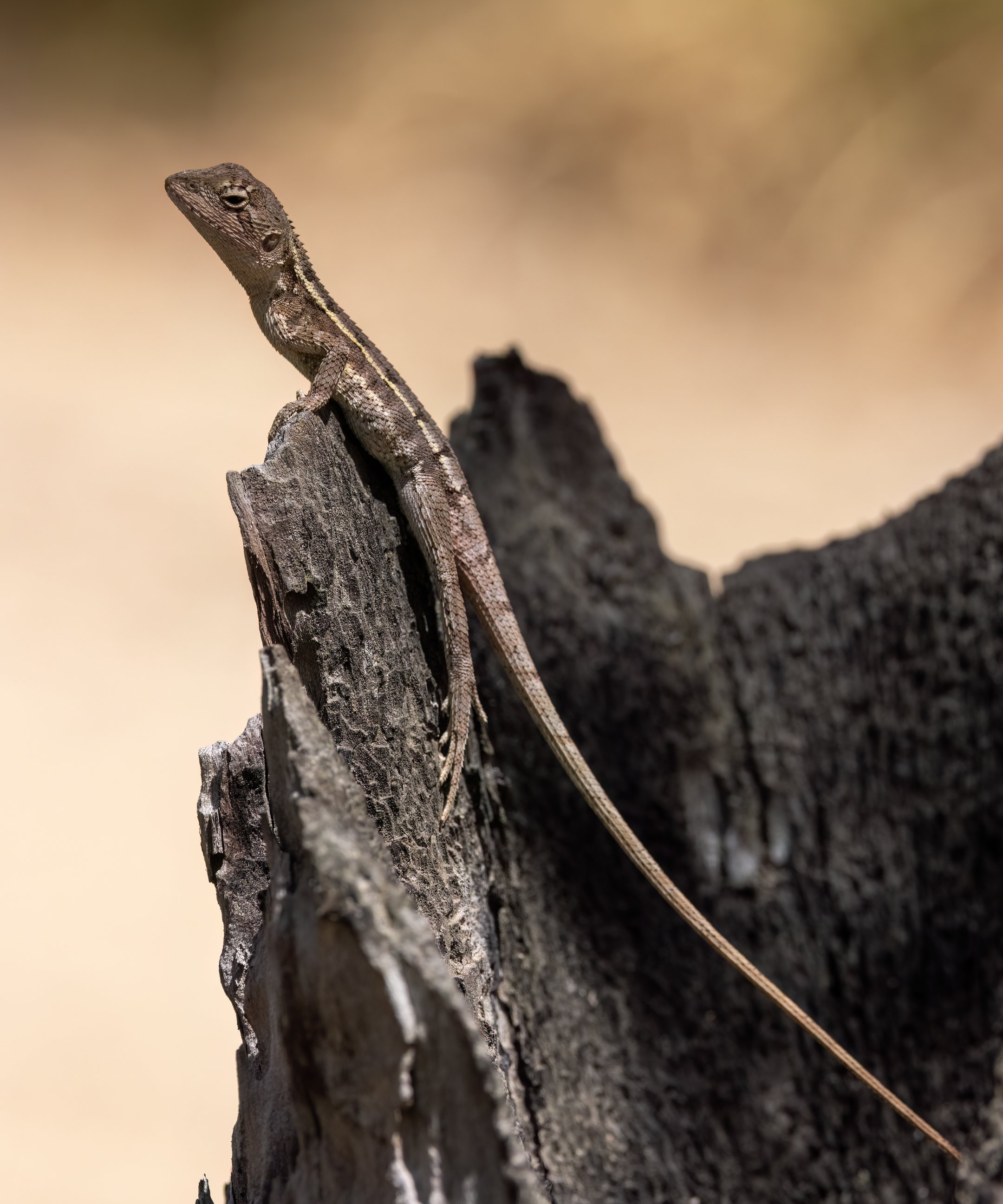 Brisbane Lizard X.jpg