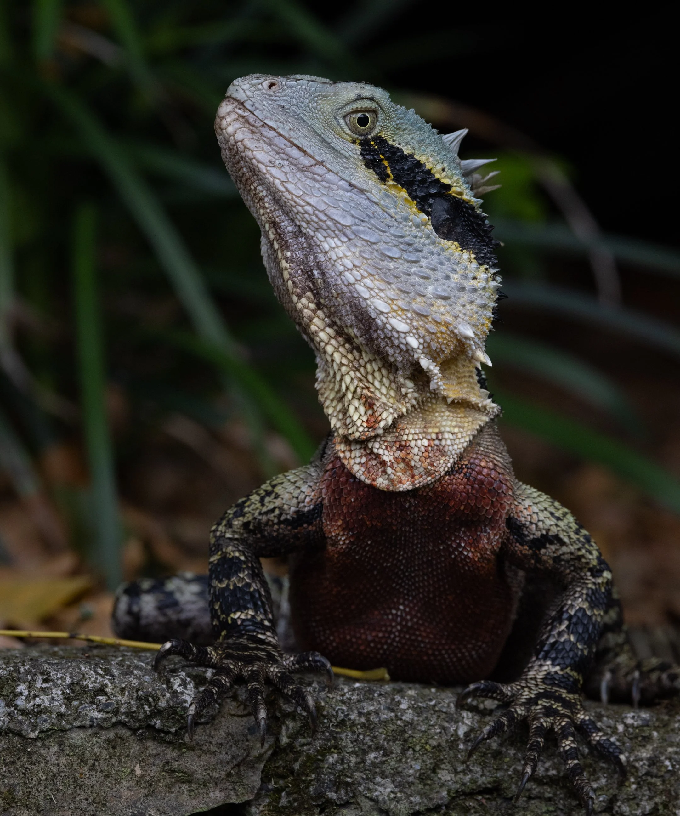 Brisbane Lizard VII.jpg