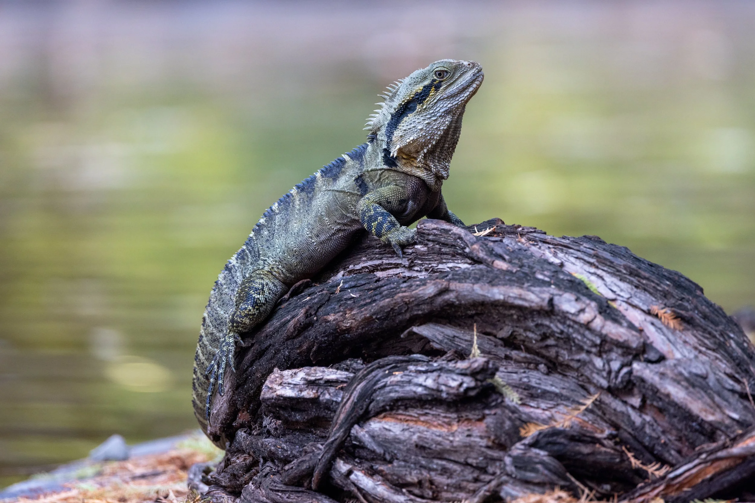 Brisbane Lizard VIII.jpg