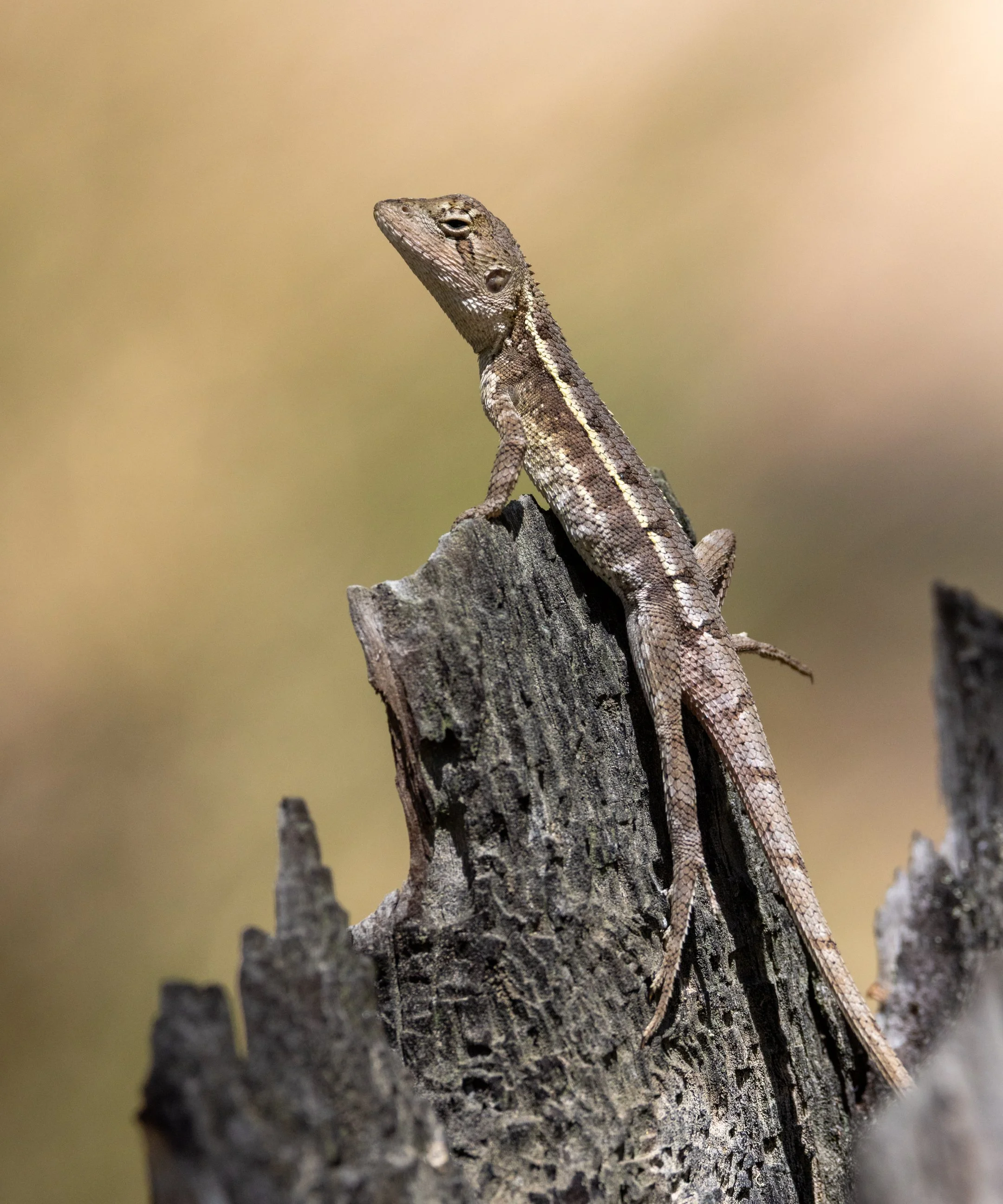 Brisbane Lizard VI.jpg