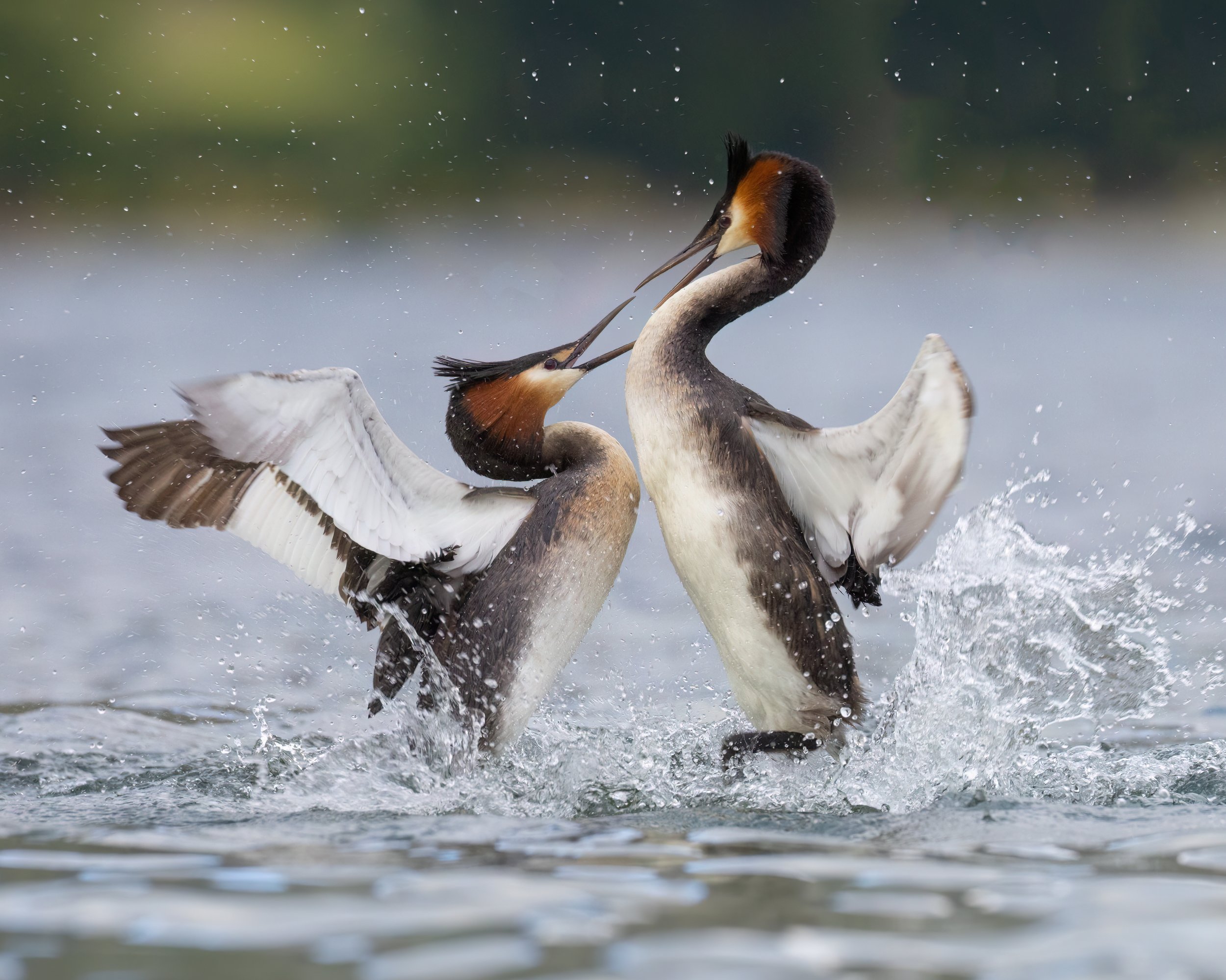 Puteketeke - Australasian Crested Grebe