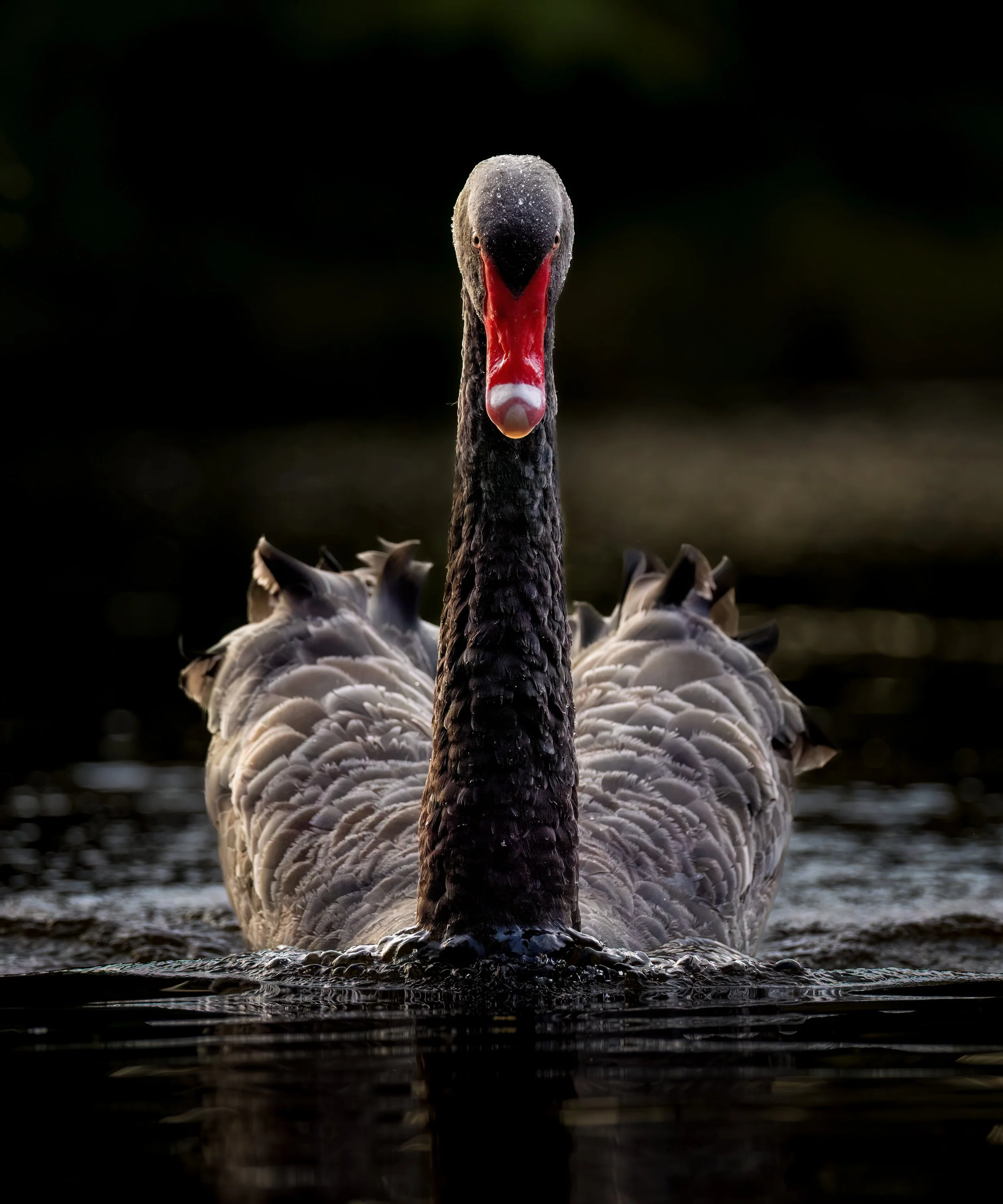 VIRGINIA LAKE - Swan IIb.jpg