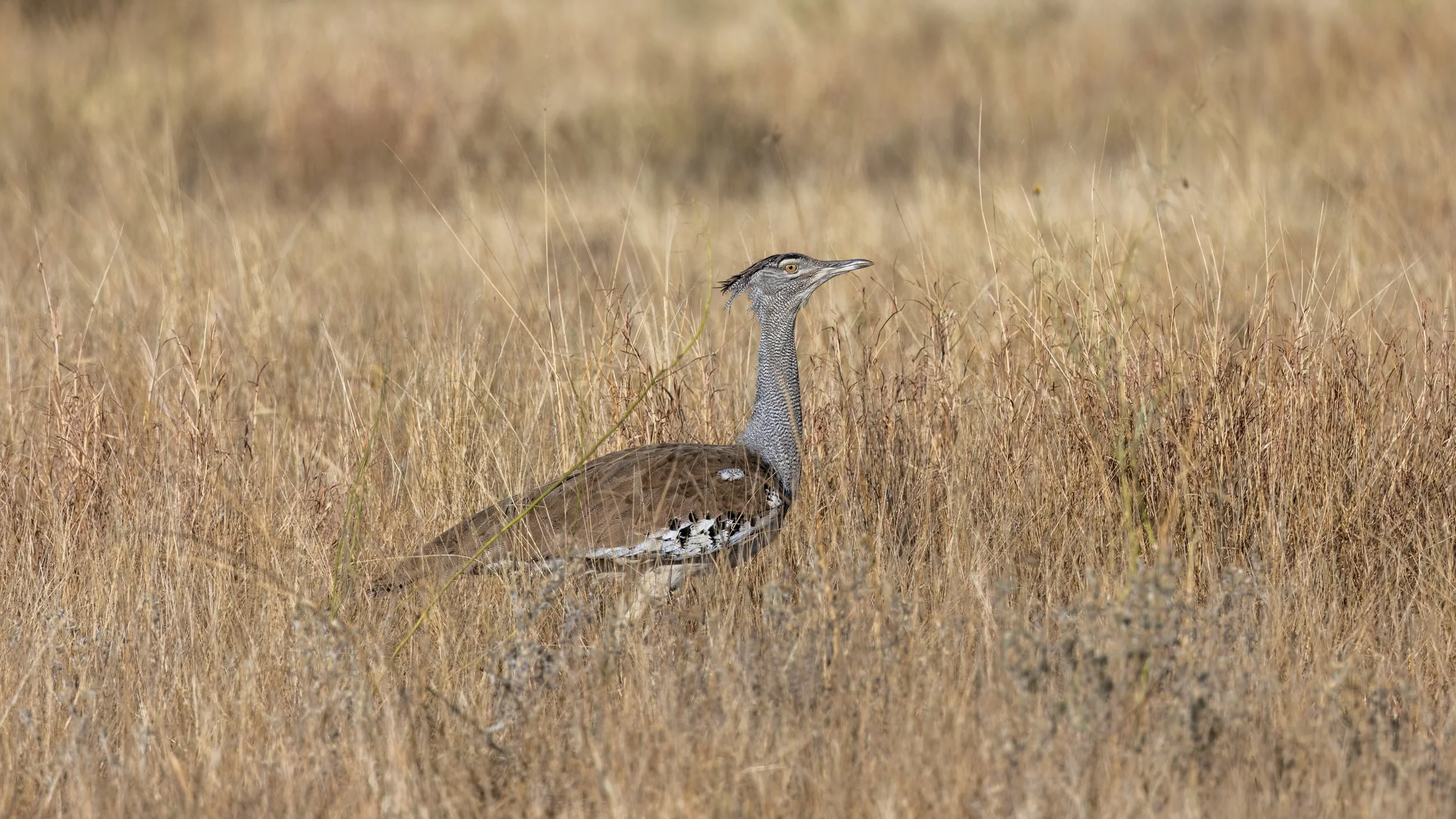 Kruger - Bustard I.jpg