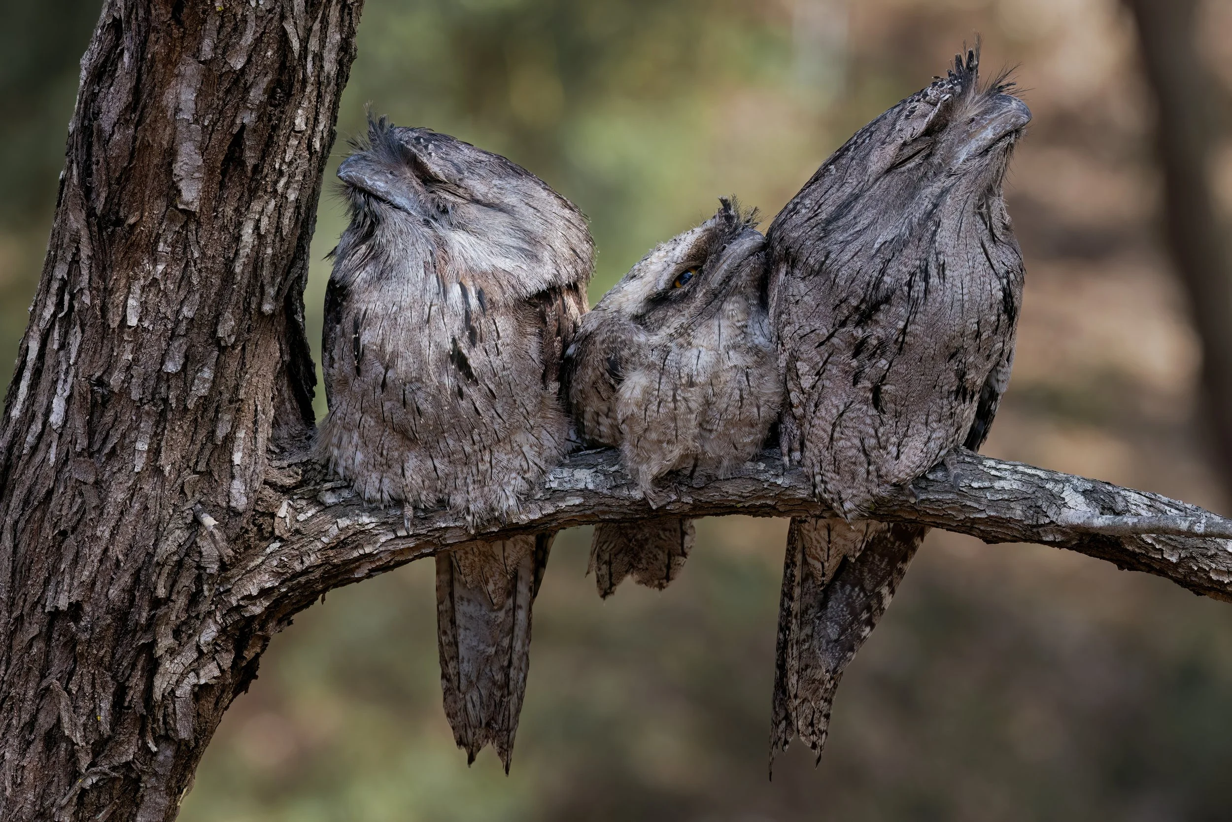 Tawny Frogmouth Family 