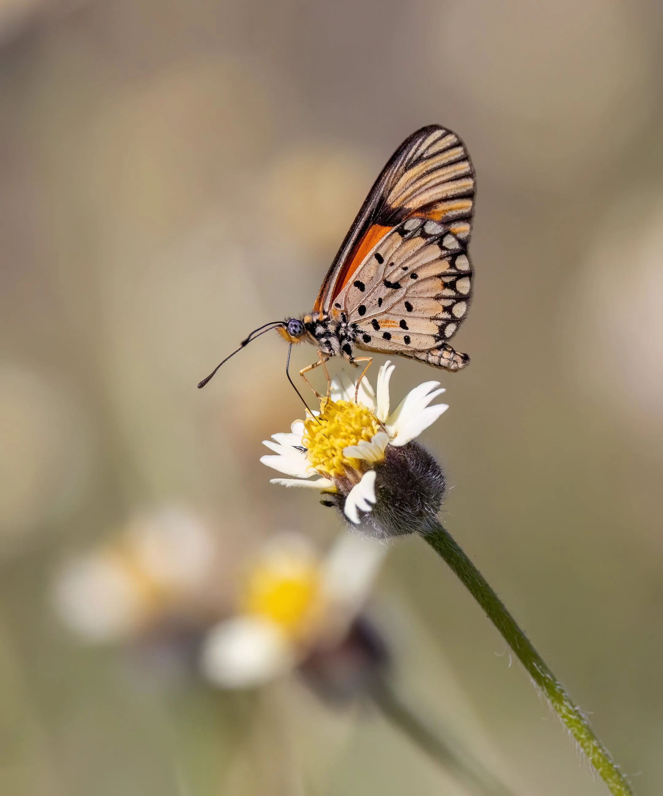 Kruger - Butterfly XV.jpg