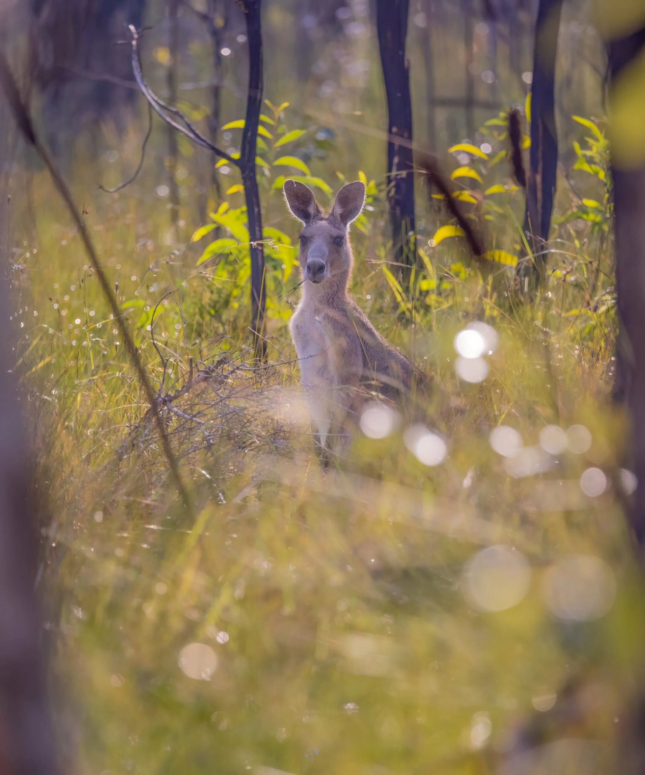 BRISBANE - Kangaroo I.jpg