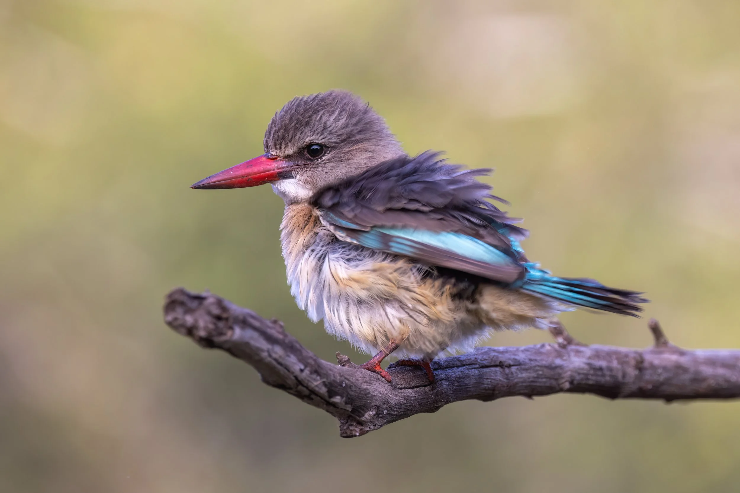 Kruger - Kingfisher II.jpg