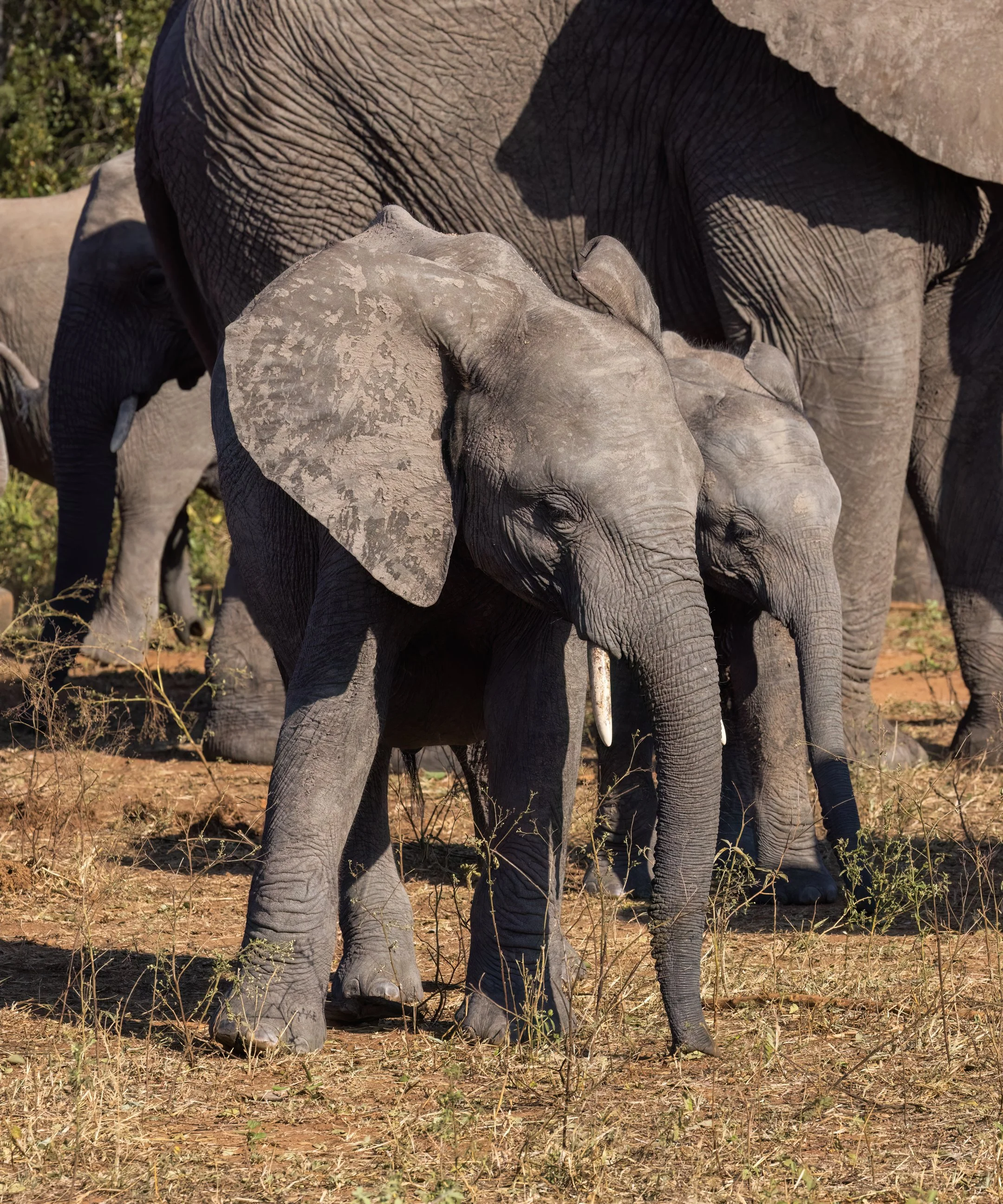 Kruger - Elephant IV.jpg
