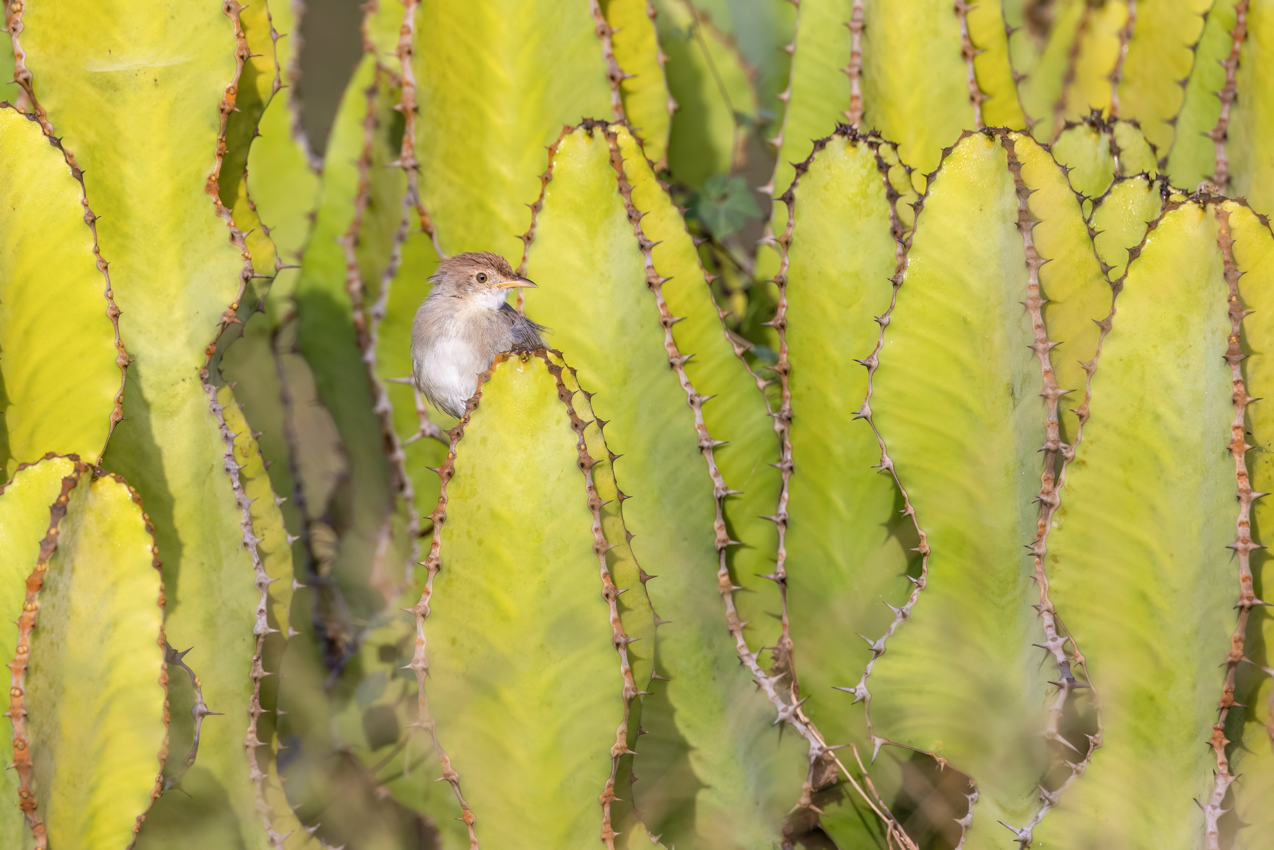 Kruger - Cisticola III.jpg
