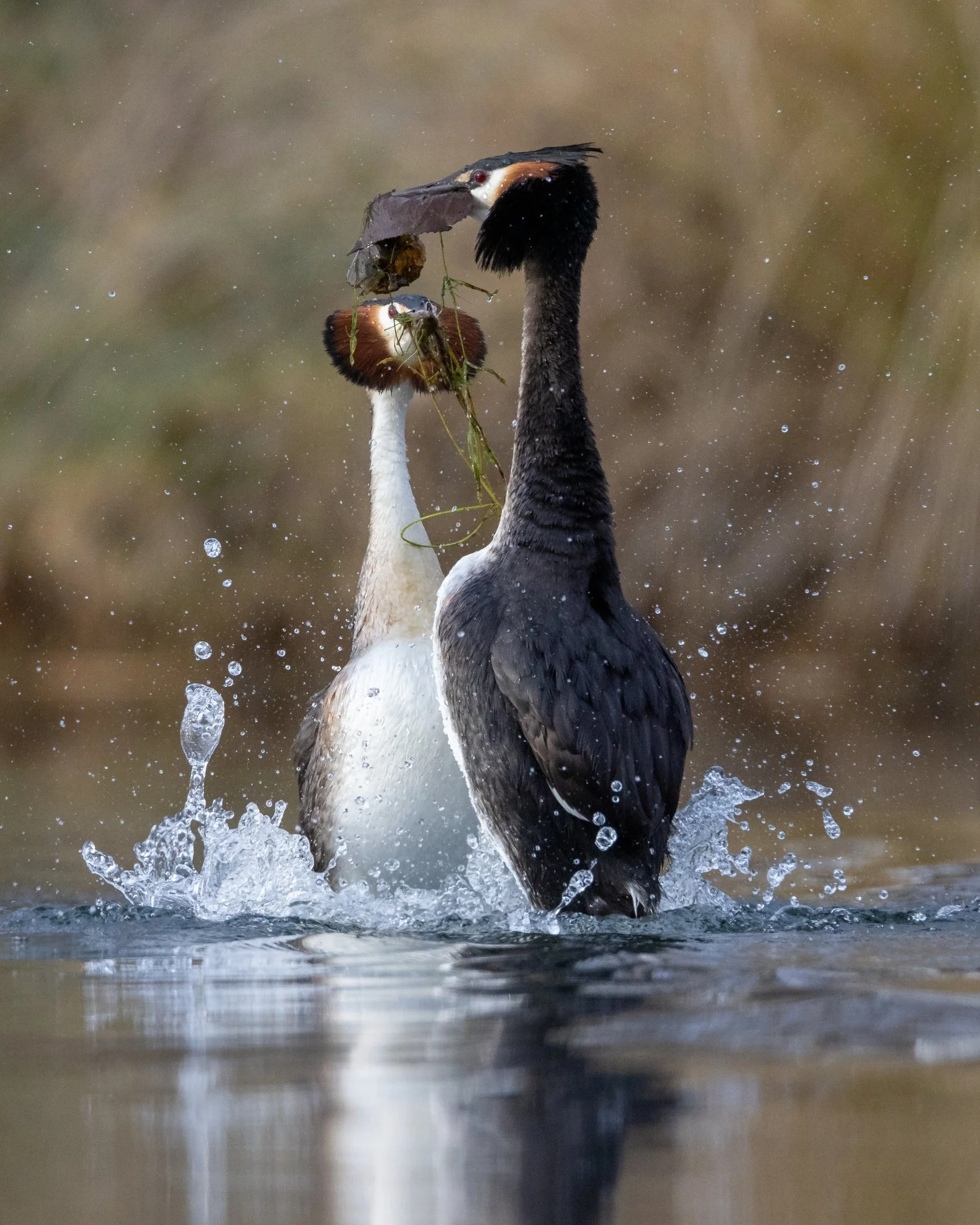 Crested Grebe Courtship - PSNZ Sony National Exhibition 2024 - Champion Nature Image