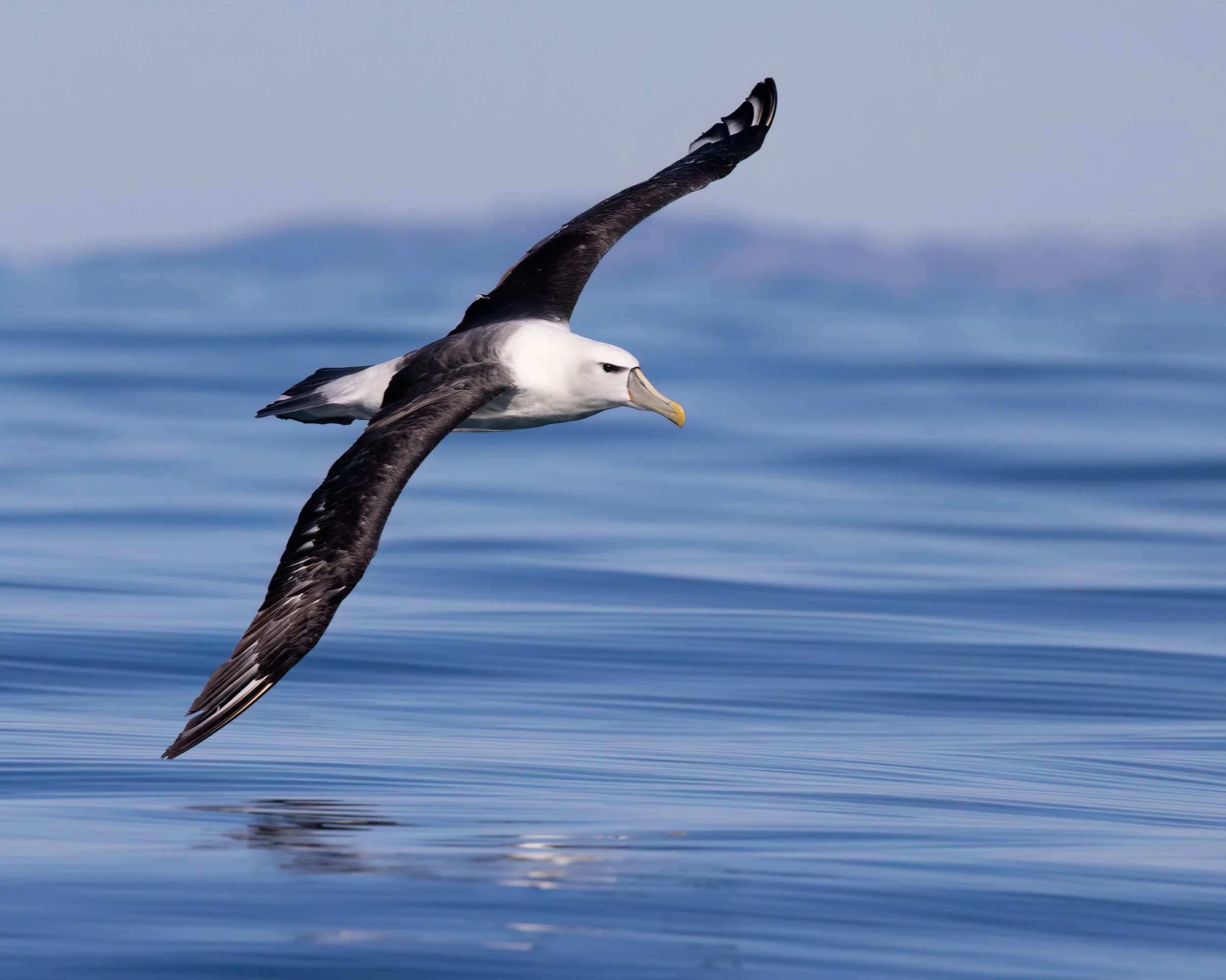 Kaikoura 8x10 VII.jpg