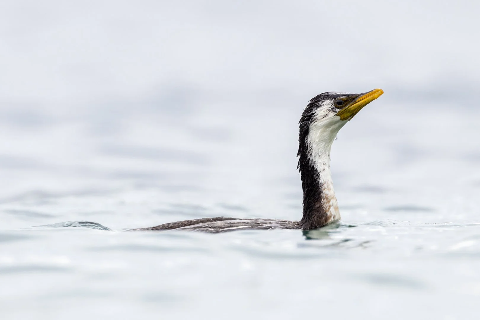 Watch a few of my favourites or scroll on down to explore. Clicking on the logo at the top returns you to home page