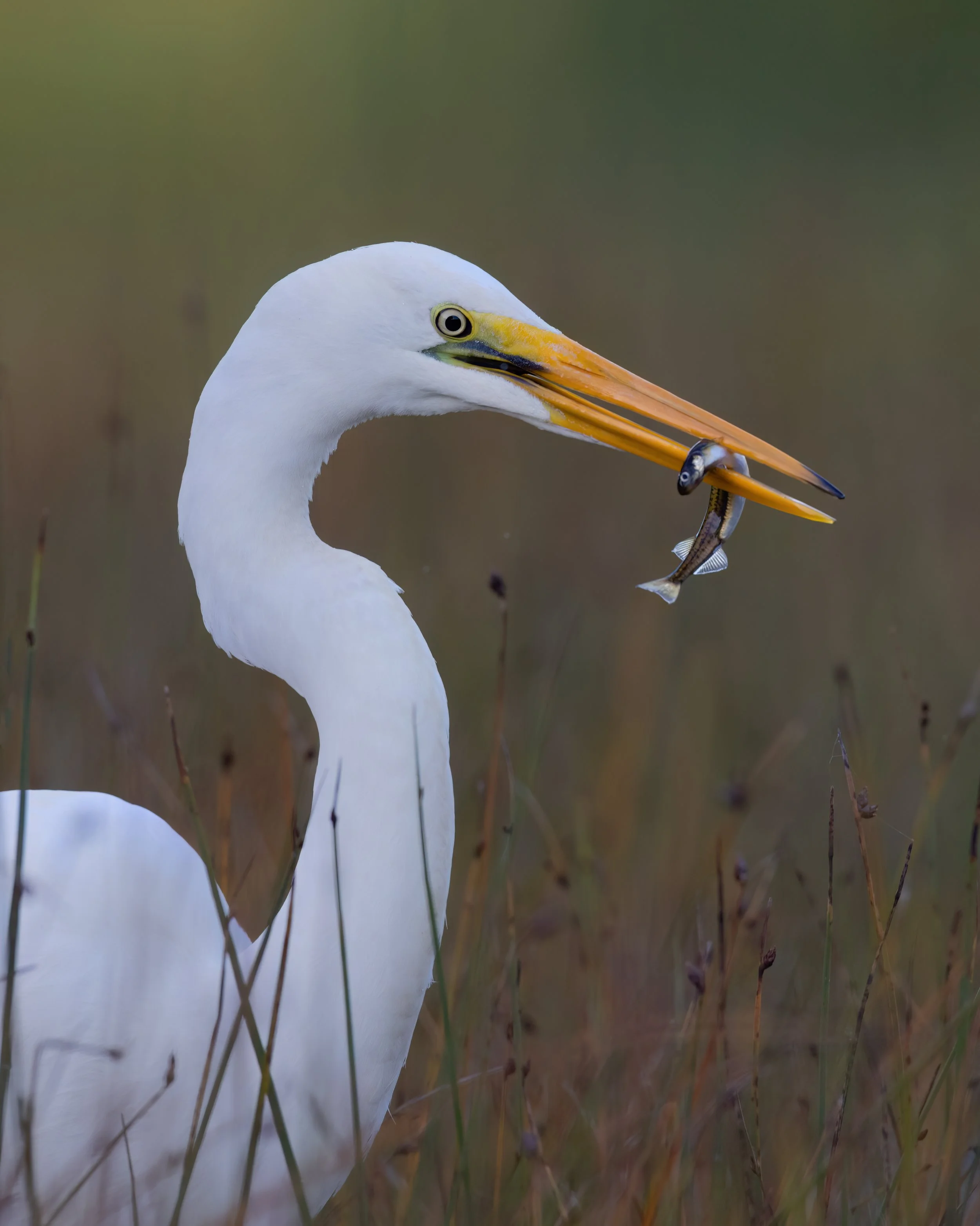 Kotuku with fish-1.jpg