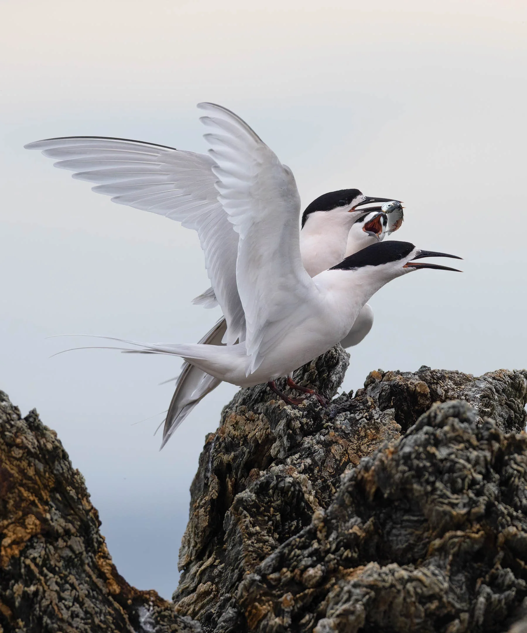White fronted tern food squabble.jpg