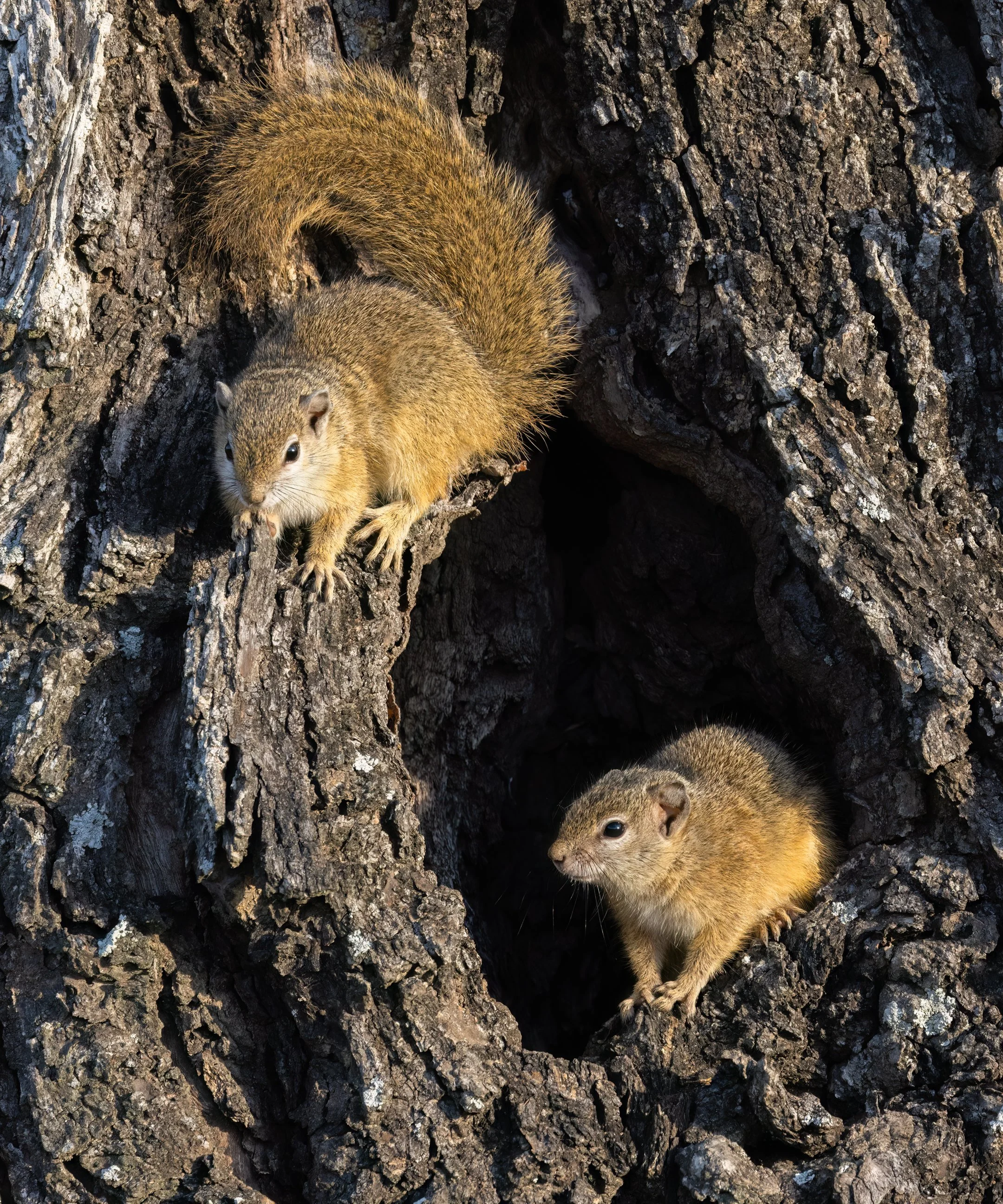Tree Squirrel, Smith's Bush Squirrel (Paraxerus cepapi)