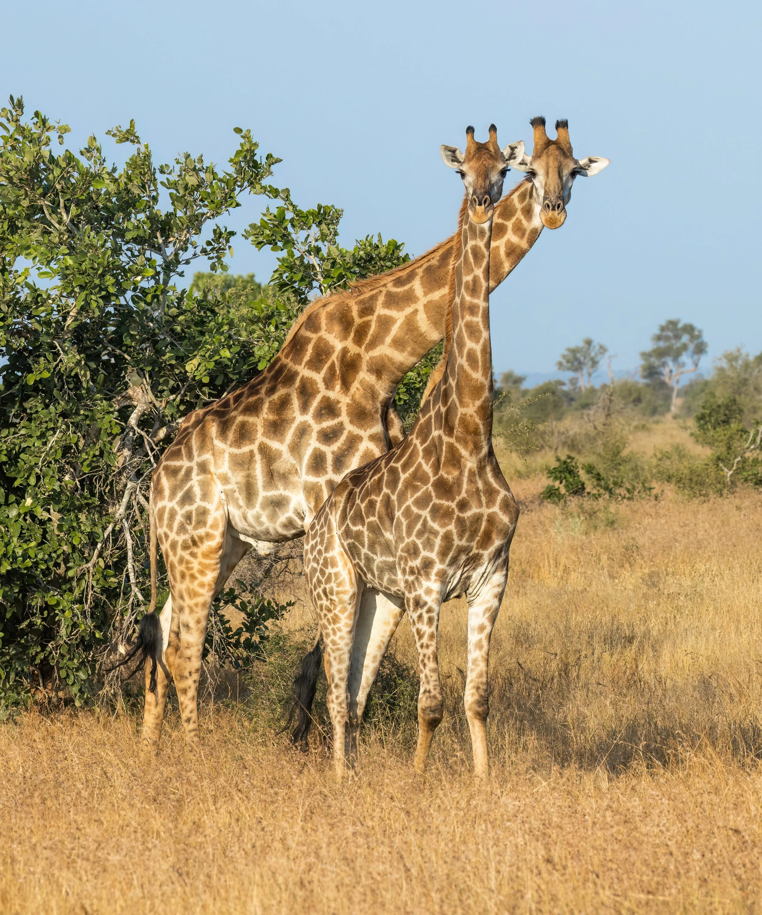 Giraffe (Giraffa camelopardalis)