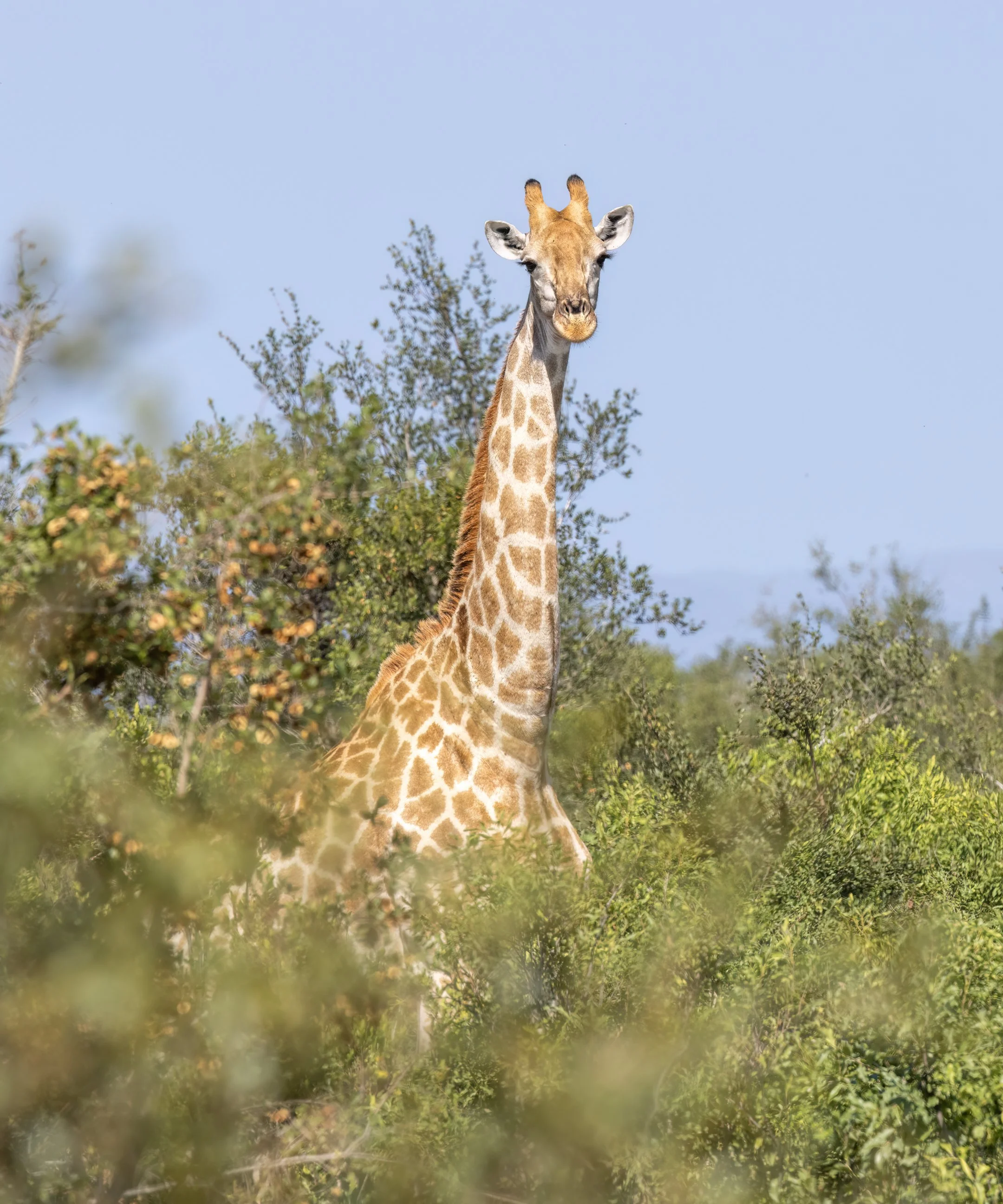 Giraffe (Giraffa camelopardalis)