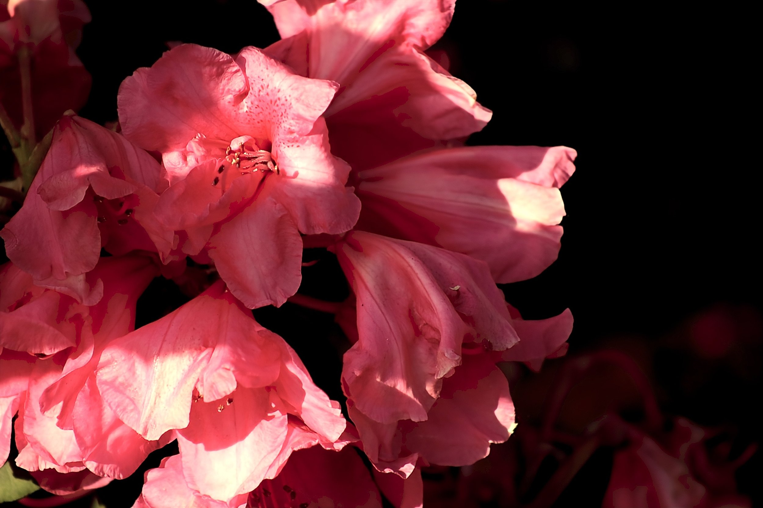 Flowers | Leaves | Trees | Gallery