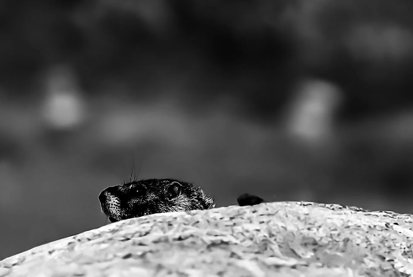 | Black  | White | Gallery