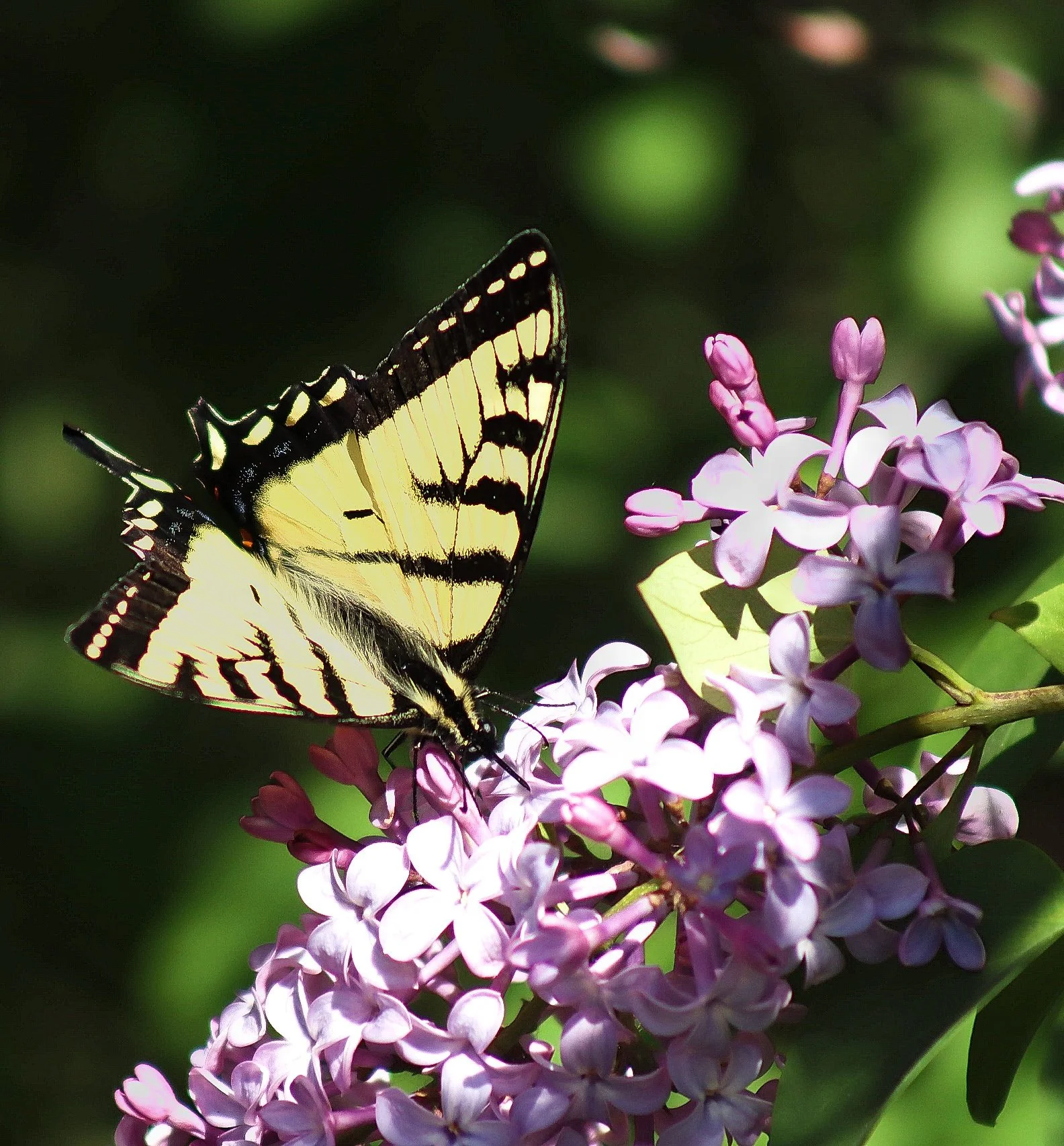 Insects | Bugs | Critters | Gallery