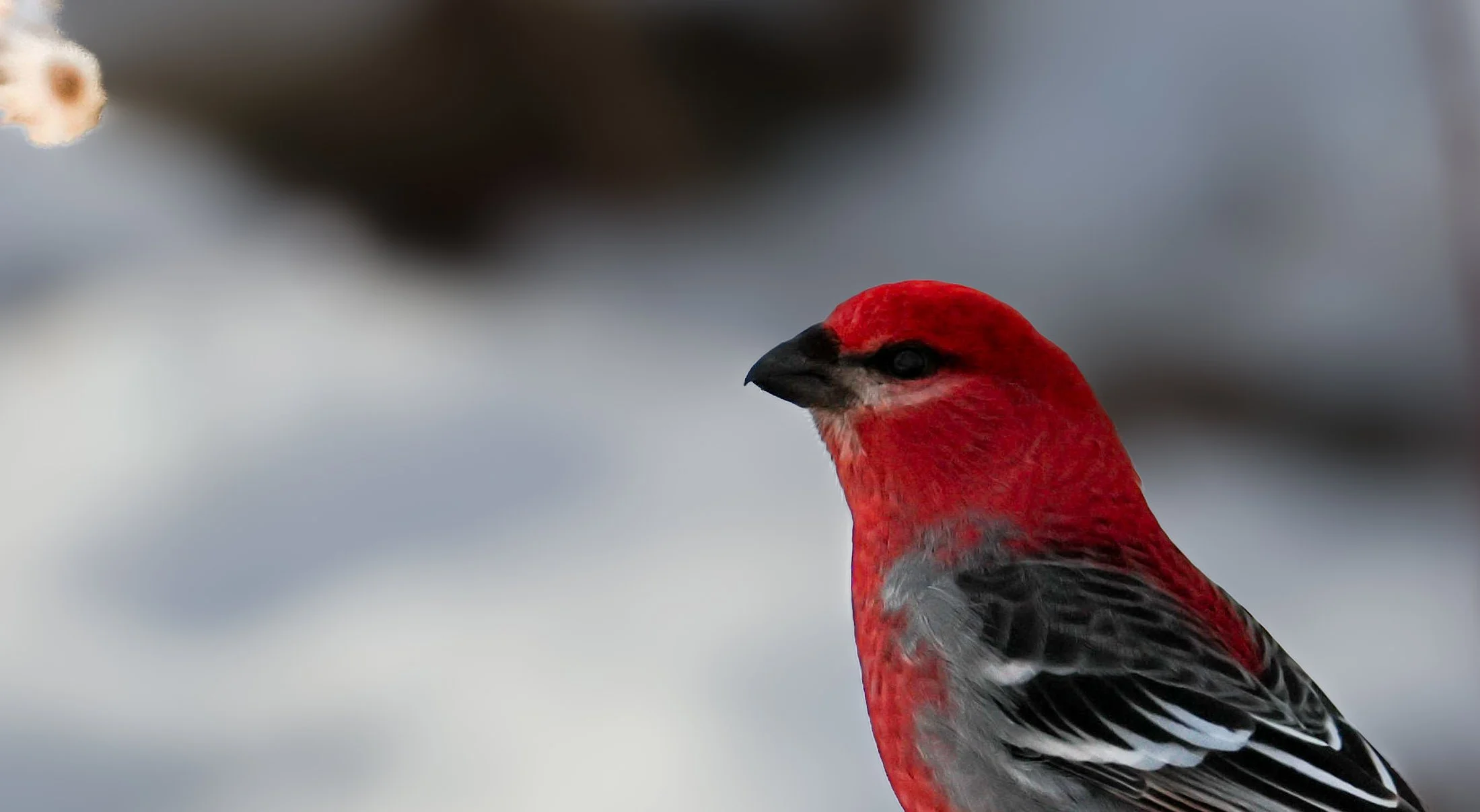 Bird Gallery
