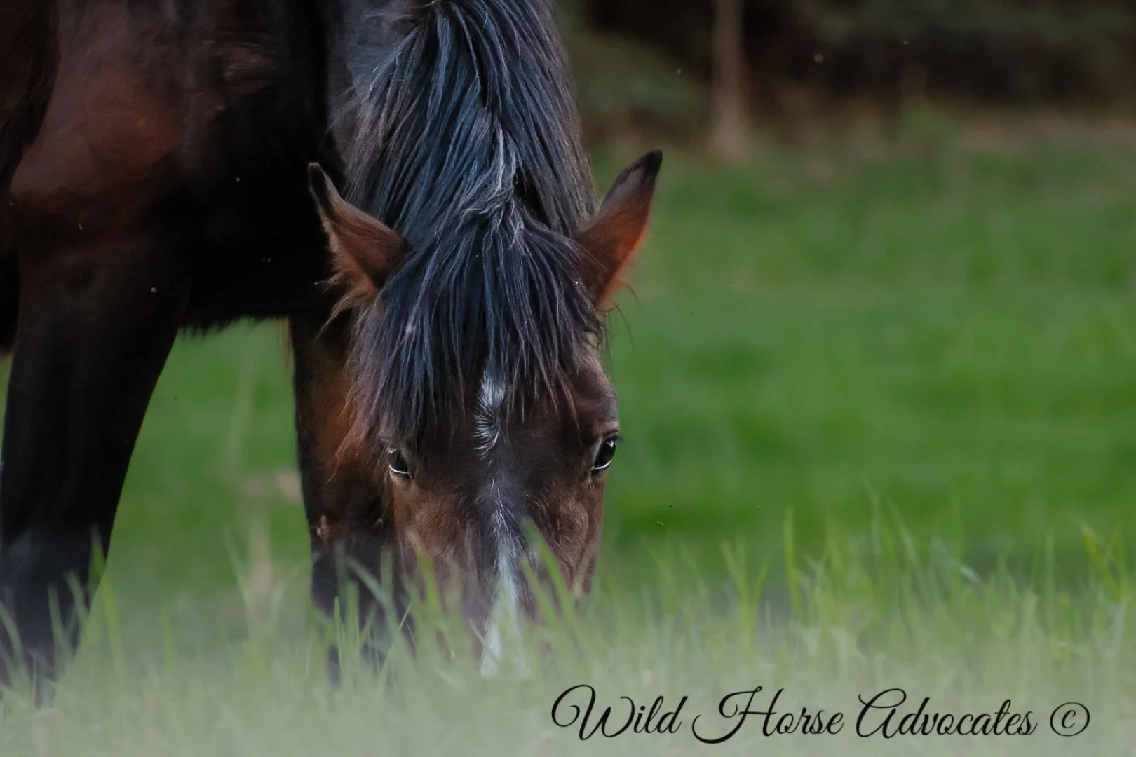 Wild horse gallery