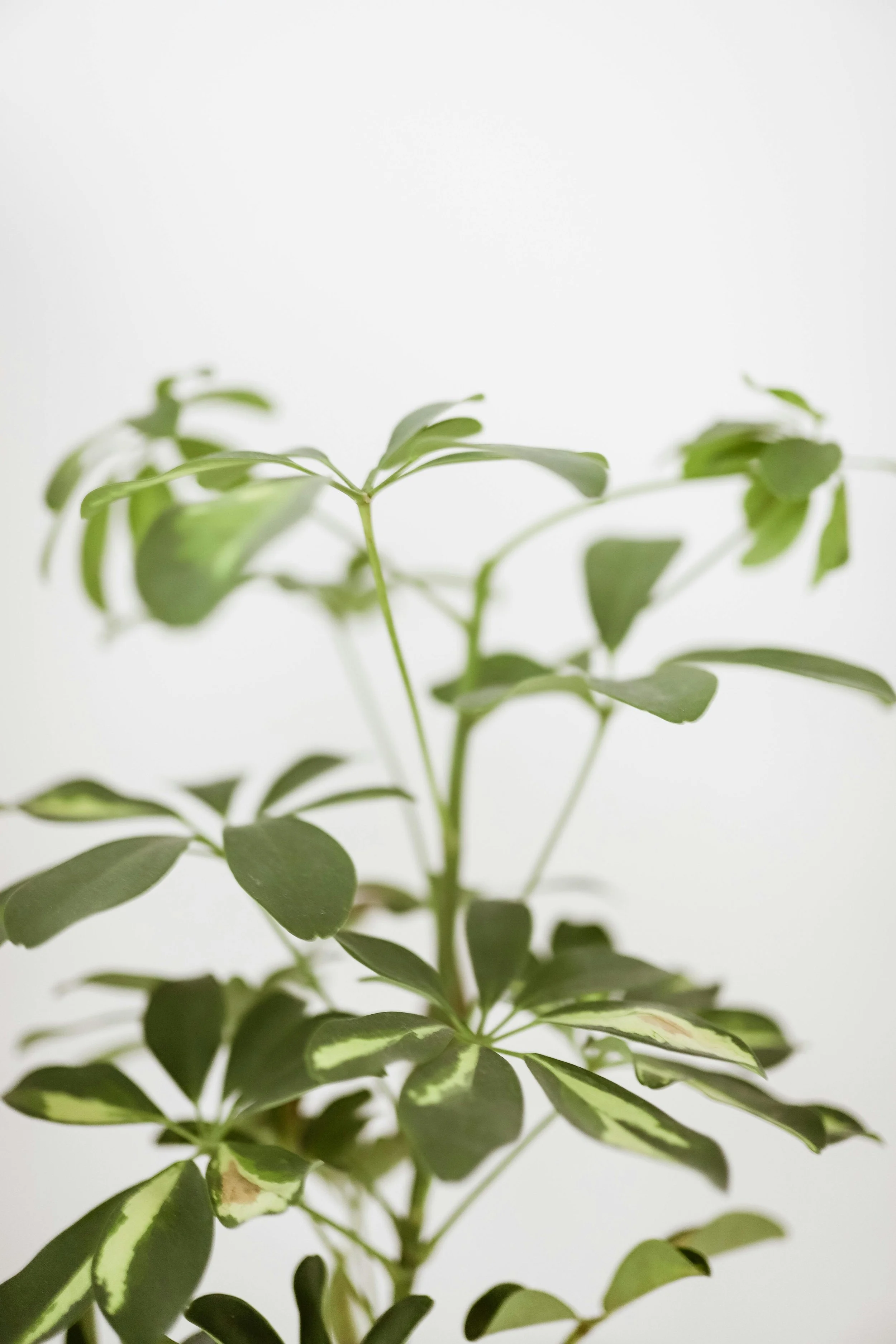 Close-up of a potted plant with green, variegated leaves against a plain, white background.
