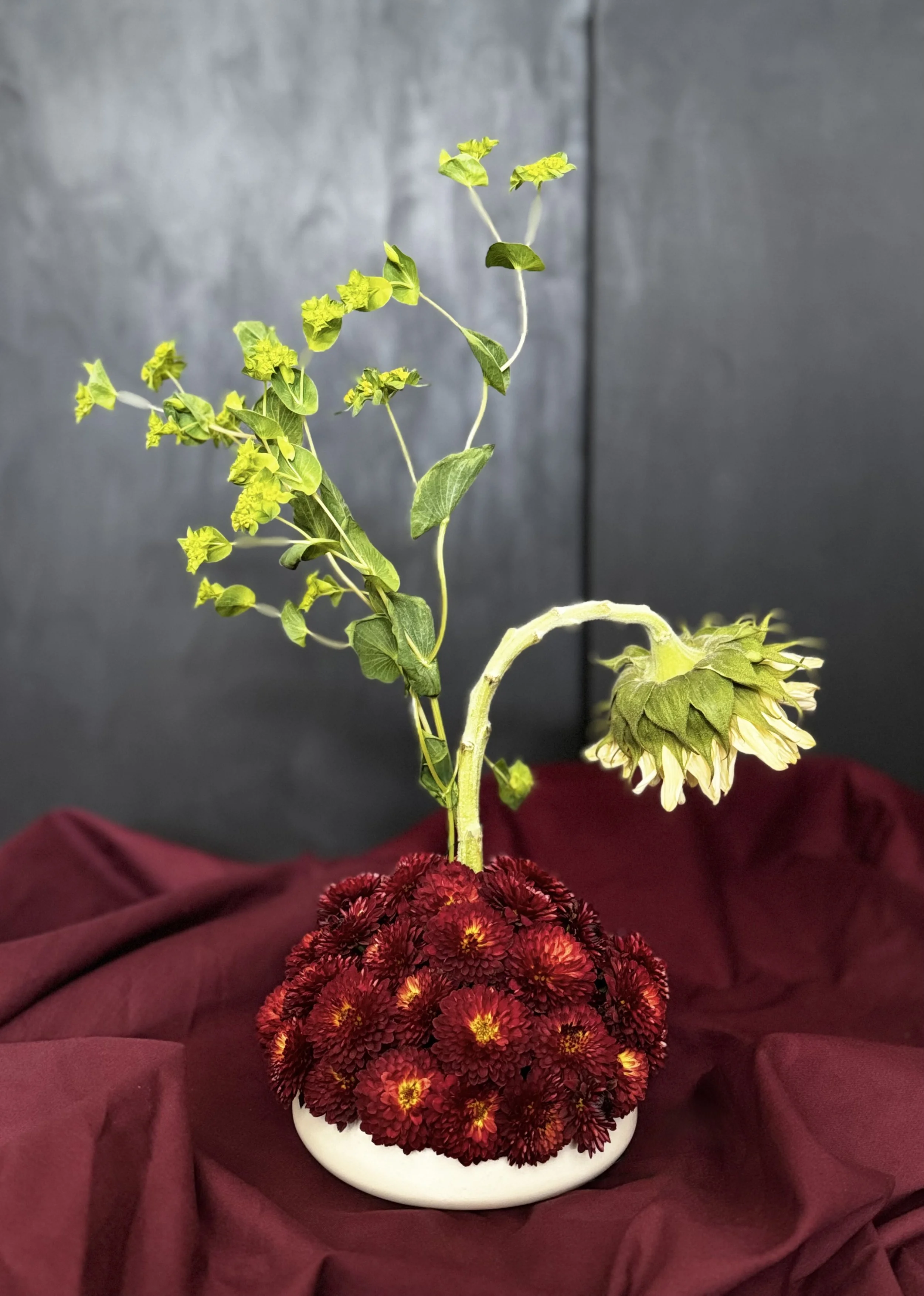 Sculptural Ikebana Moment — burgundy cushion mums anchored in a low white vessel with airy greenery and a dramatic, downward sunflower for modern dining or gallery-adjacent spaces.