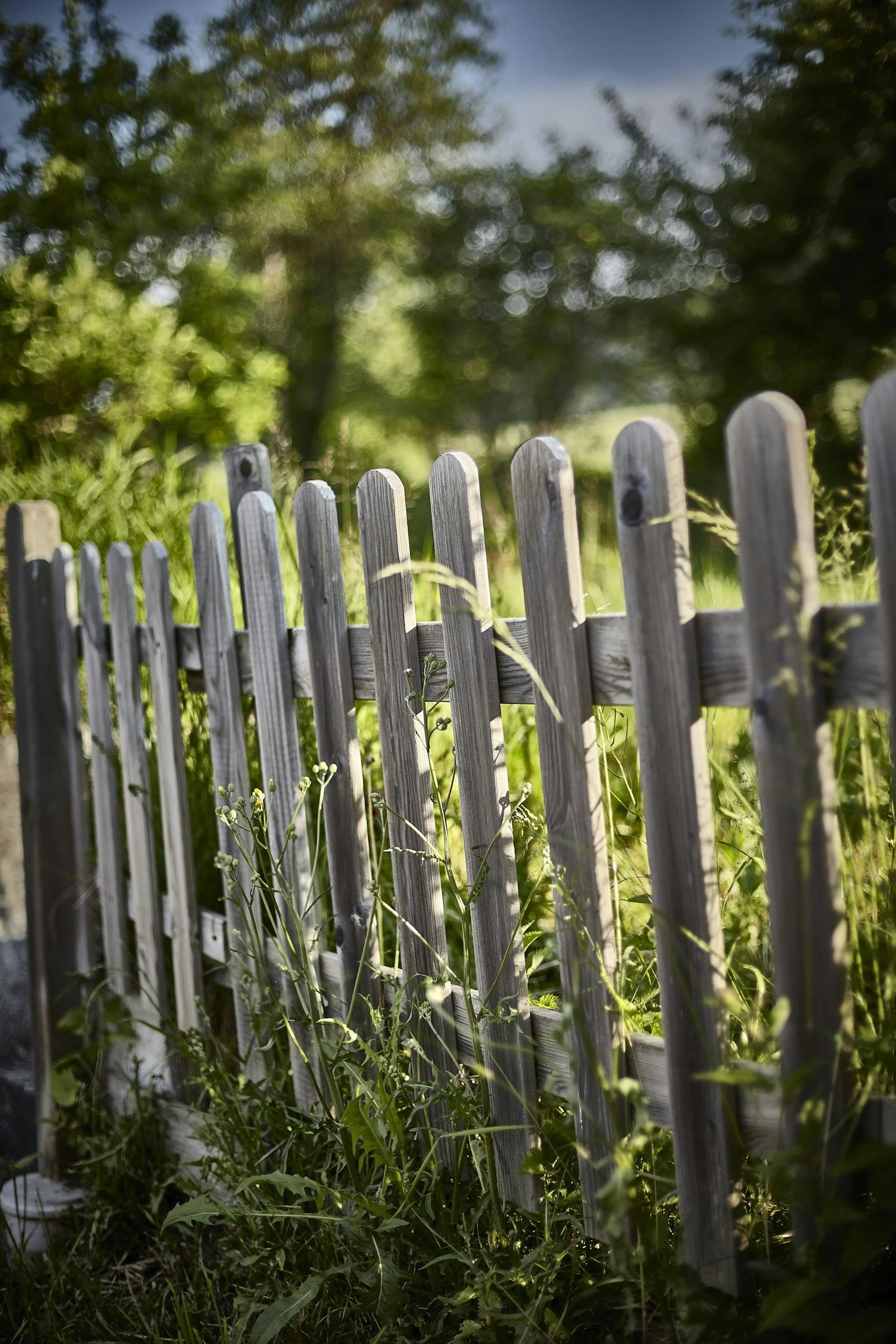 A weathered wooden picket fence with overgrown grass and plants at its base, set against a backdrop of lush green trees and a partly cloudy sky.