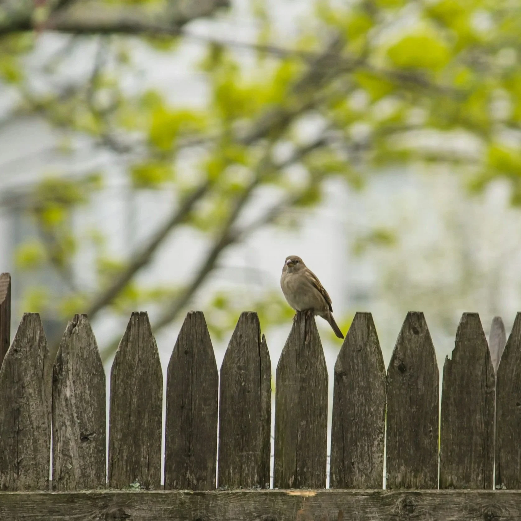 Small bird sitting on aged wooden picket fence, symbolizing rustic beauty and artistic fencing styles used in ornamental residential landscape designs.