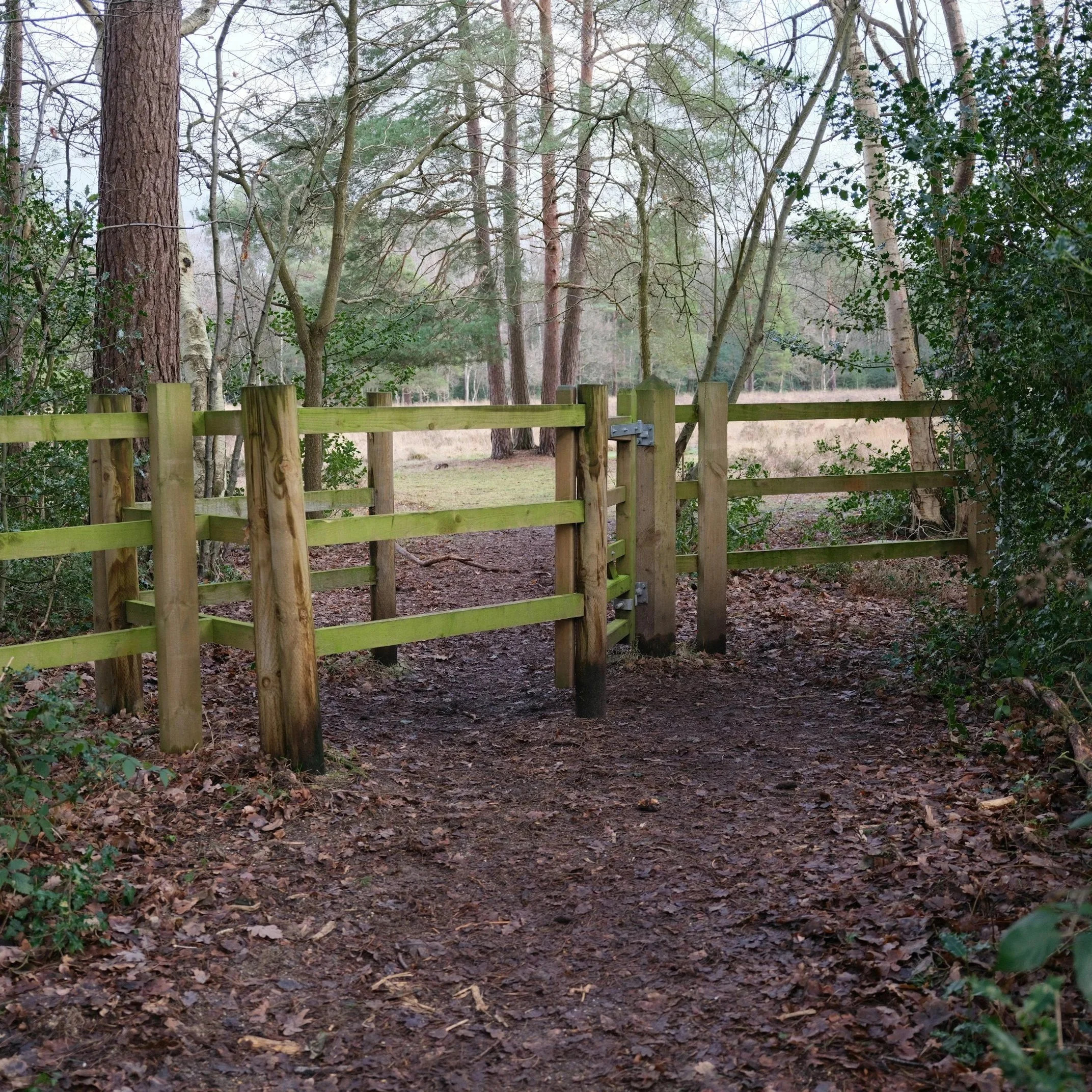 Wooden residential fence beside pathway illustrating proper yearly maintenance practices that improve durability and extend wood fence lifespan.