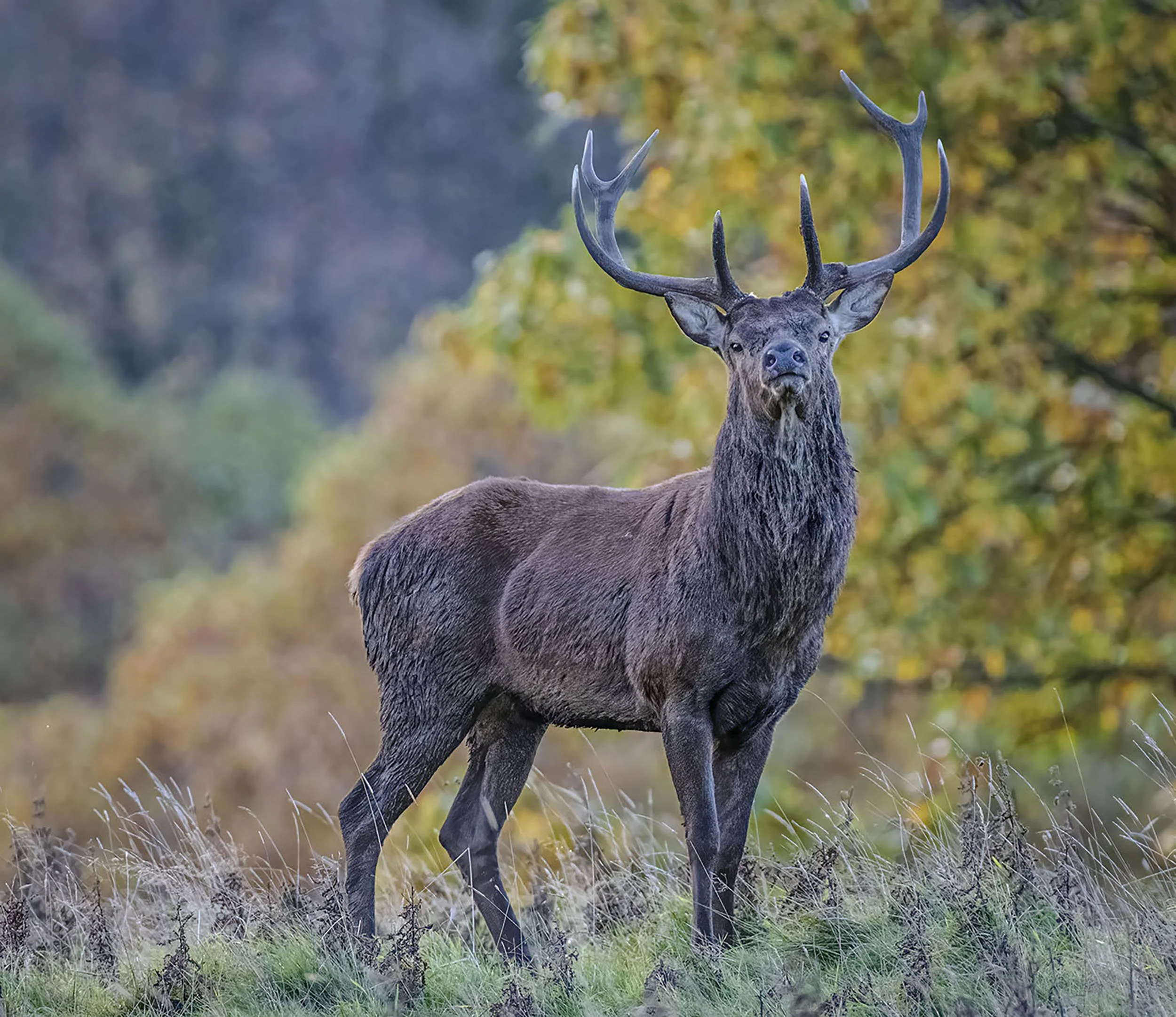 Studley Stag 003 copy.jpg