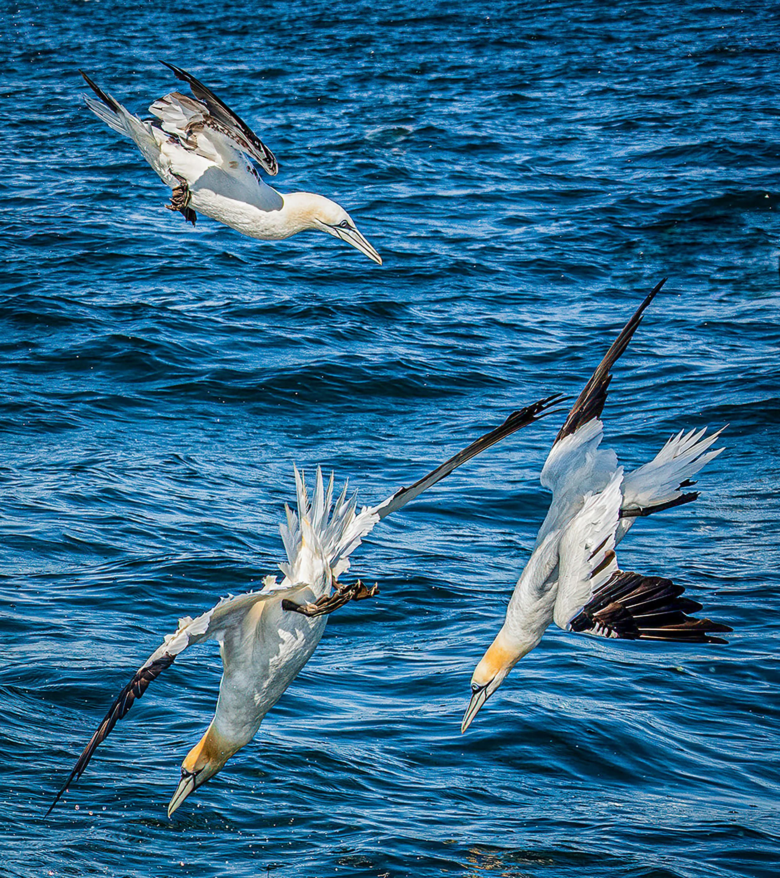 Dive! Dive! Dive! 003 copy.jpg