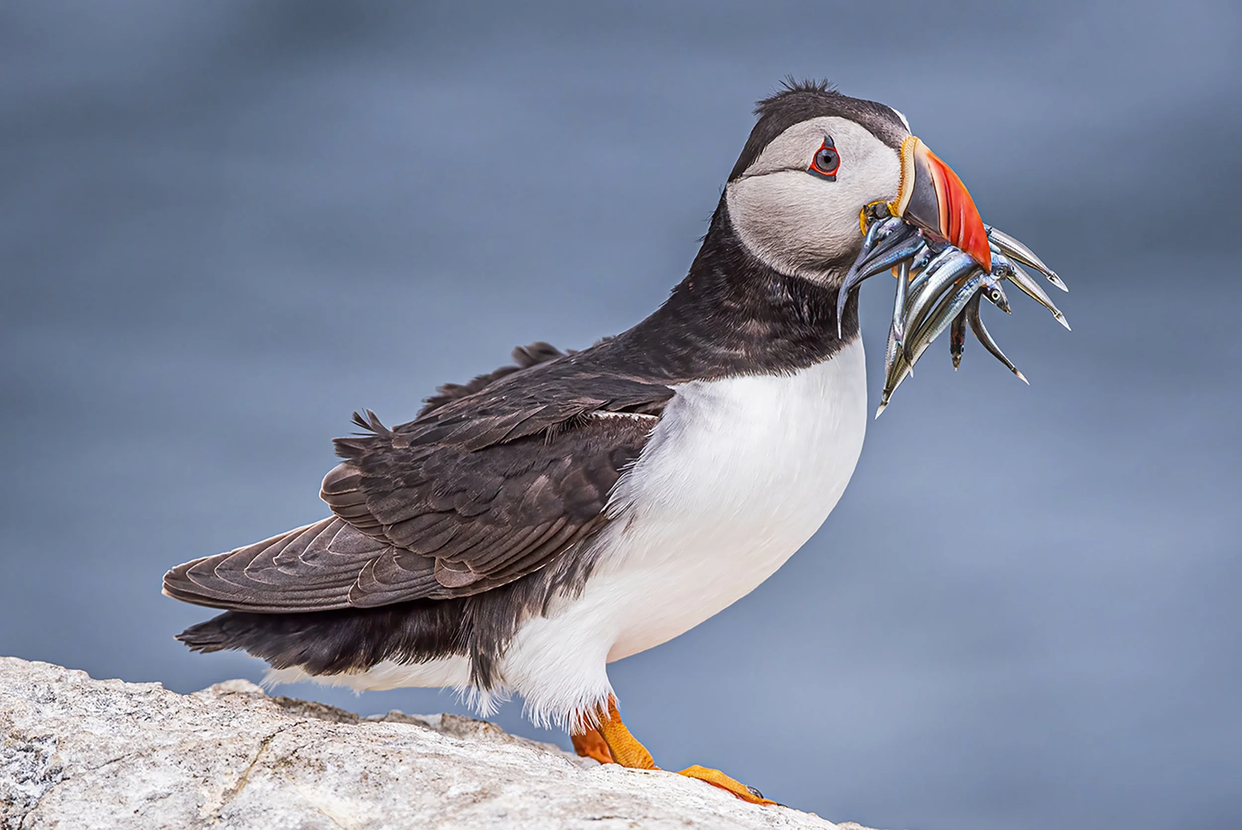 Catch_of_the _day_003 copy.jpg