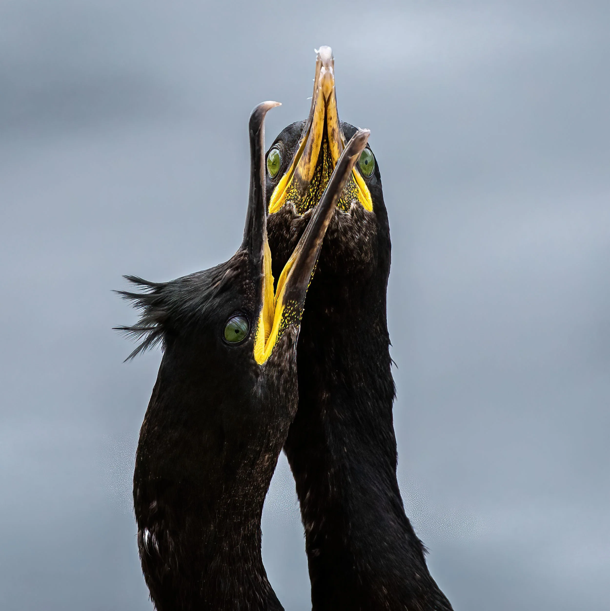 _DSC6195-Edit copy.jpg