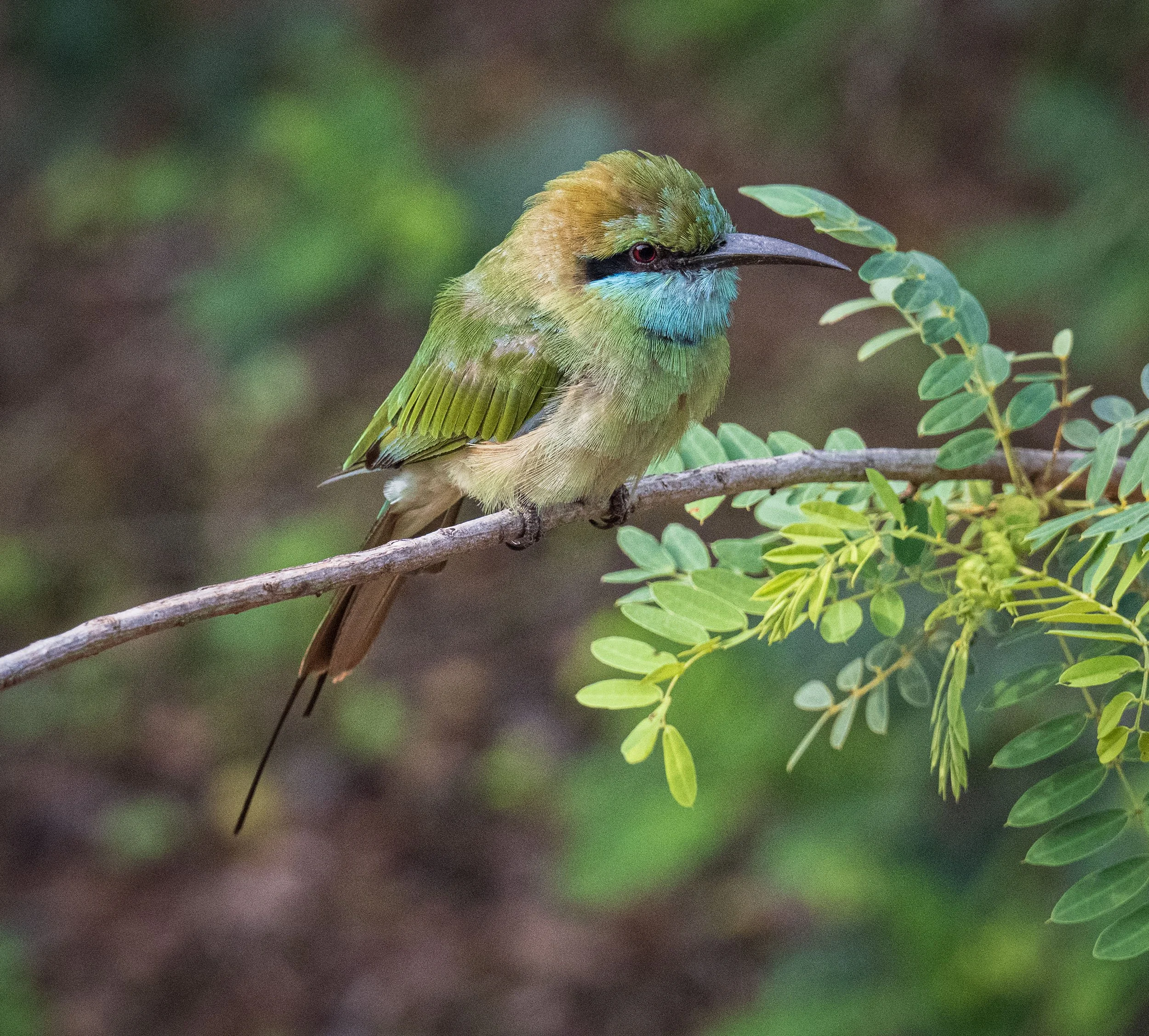 _DSC3132 (1) copy.jpg