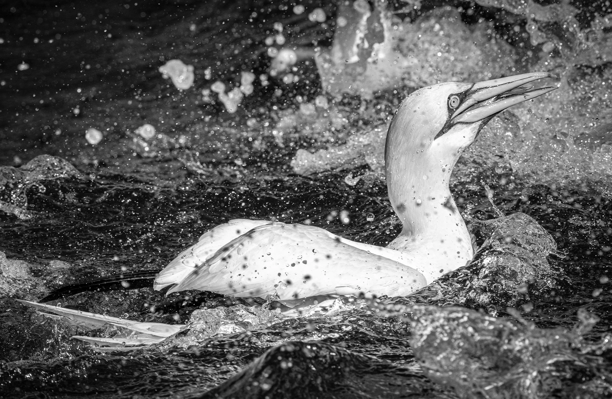 _DSC7818-Edit-Edit copy.jpg