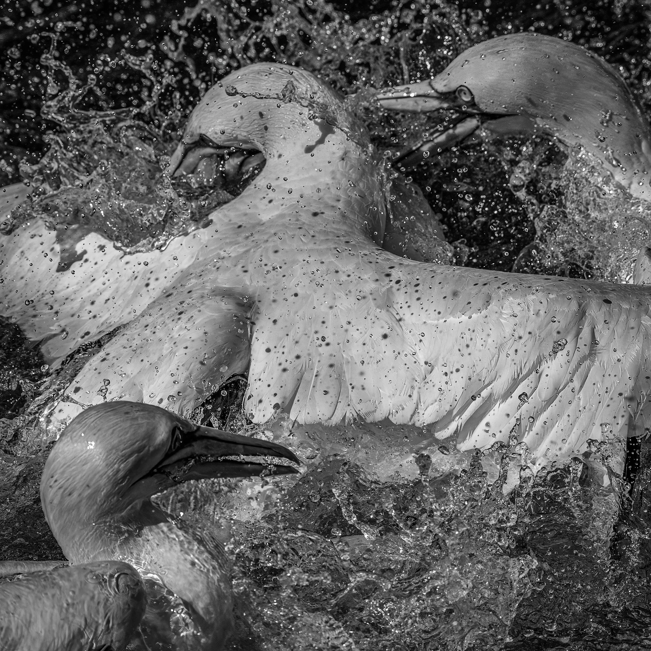 _DSC7894-Edit-Edit copy.jpg