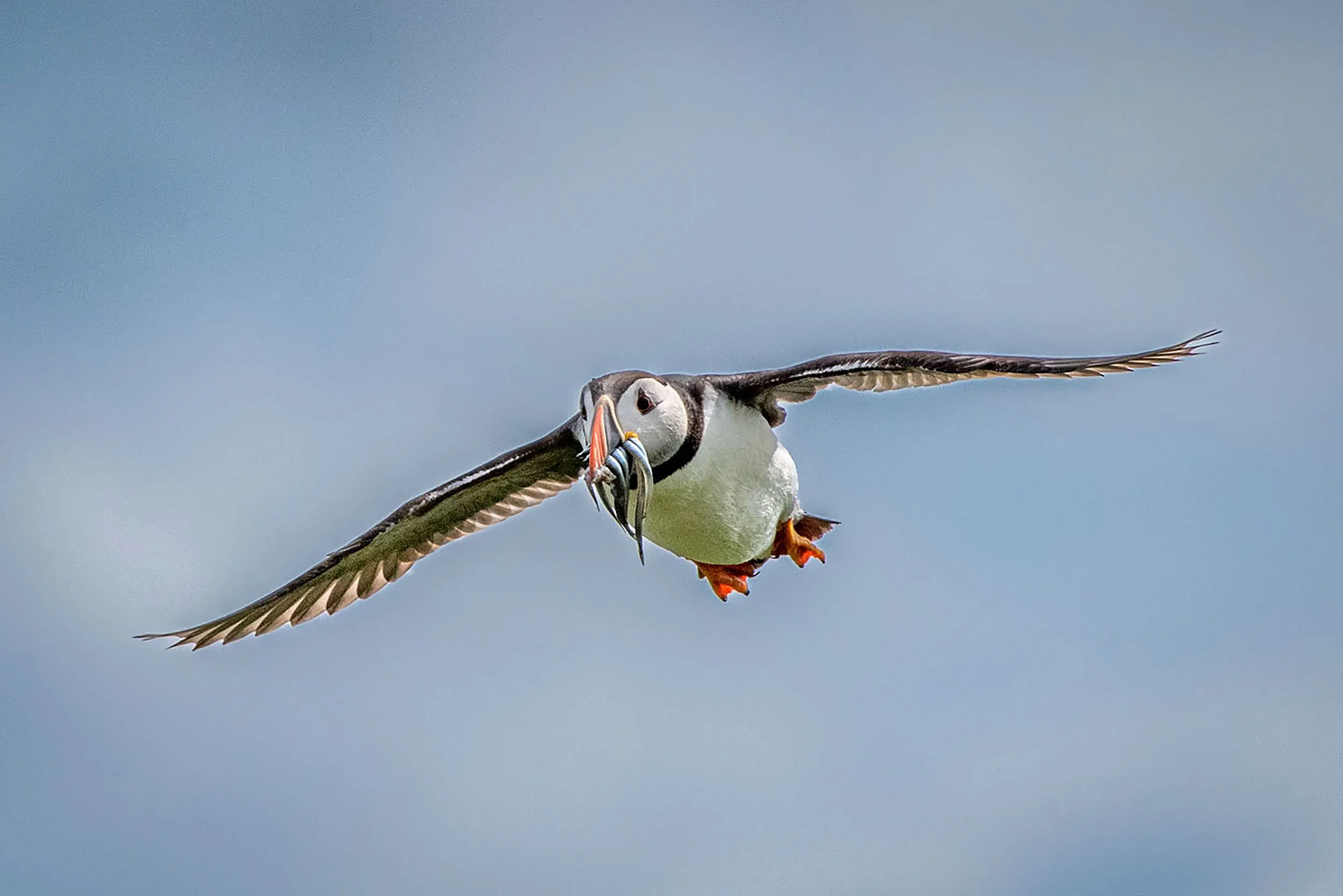 008_Coulor_Trophy_Glidepath copy.jpg