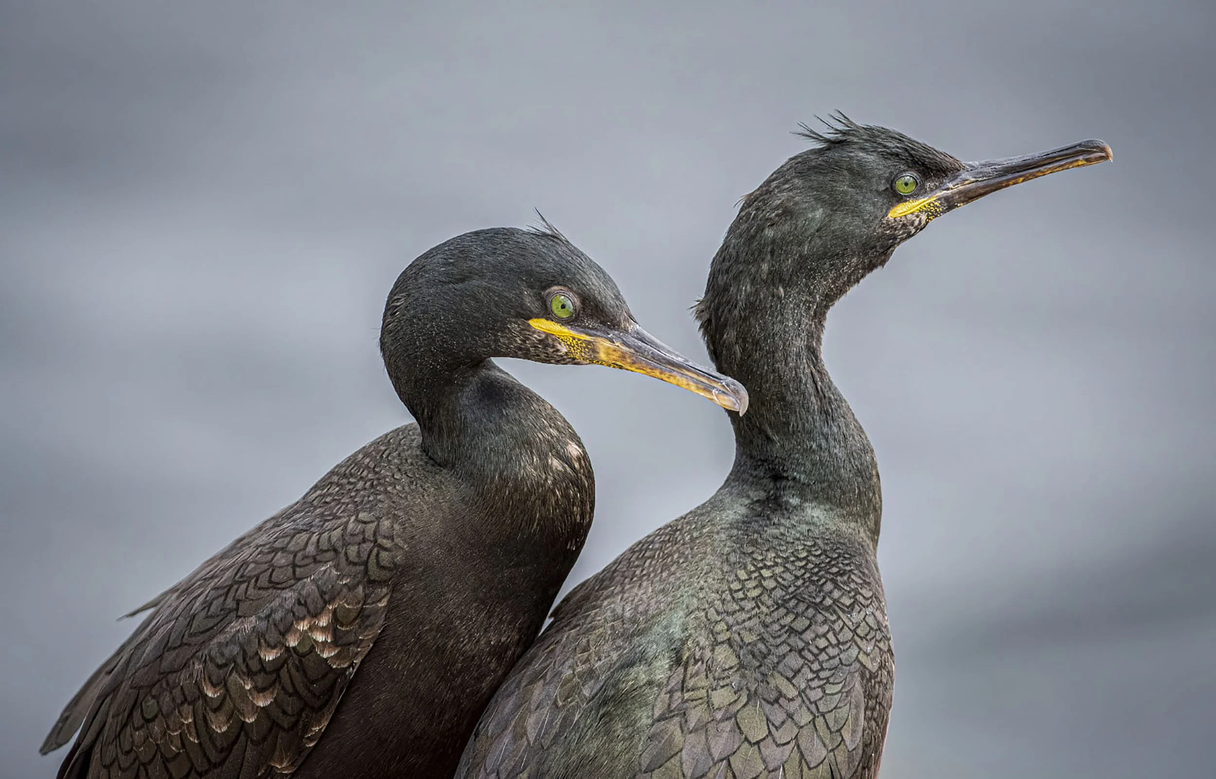 Emerald eyes 003 copy.jpg