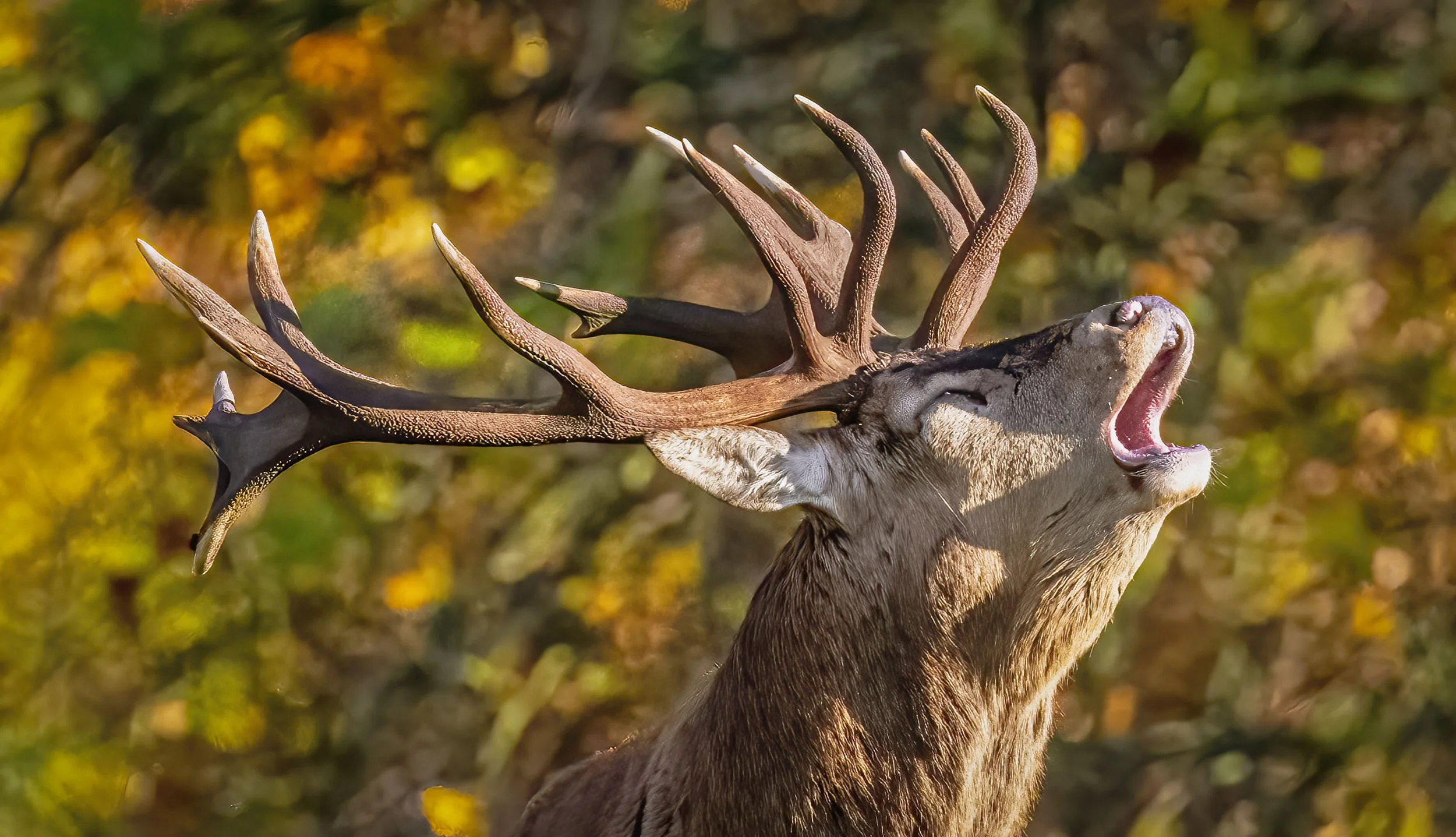 call of the wild copy.jpg