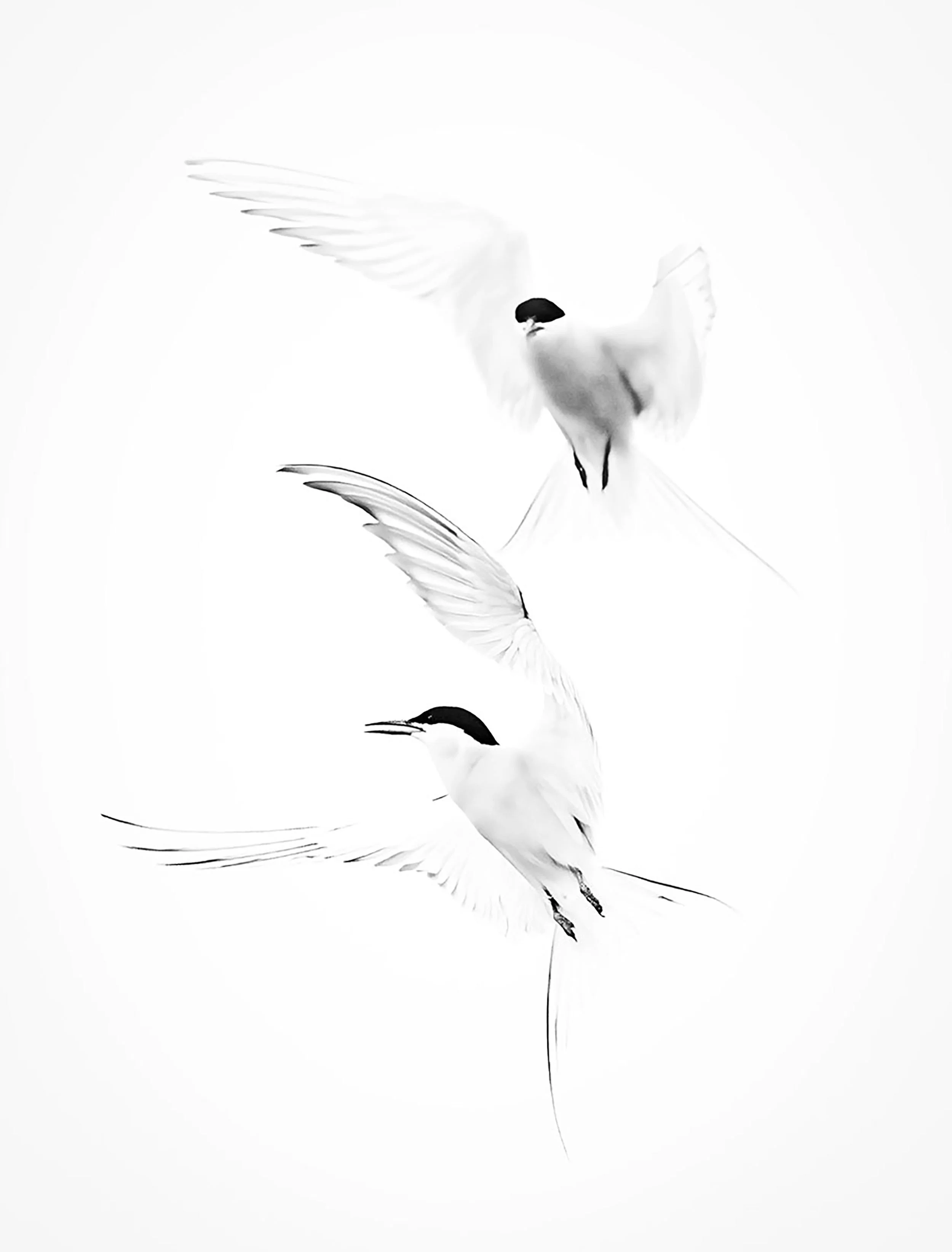 Flying High 003 copy.jpg