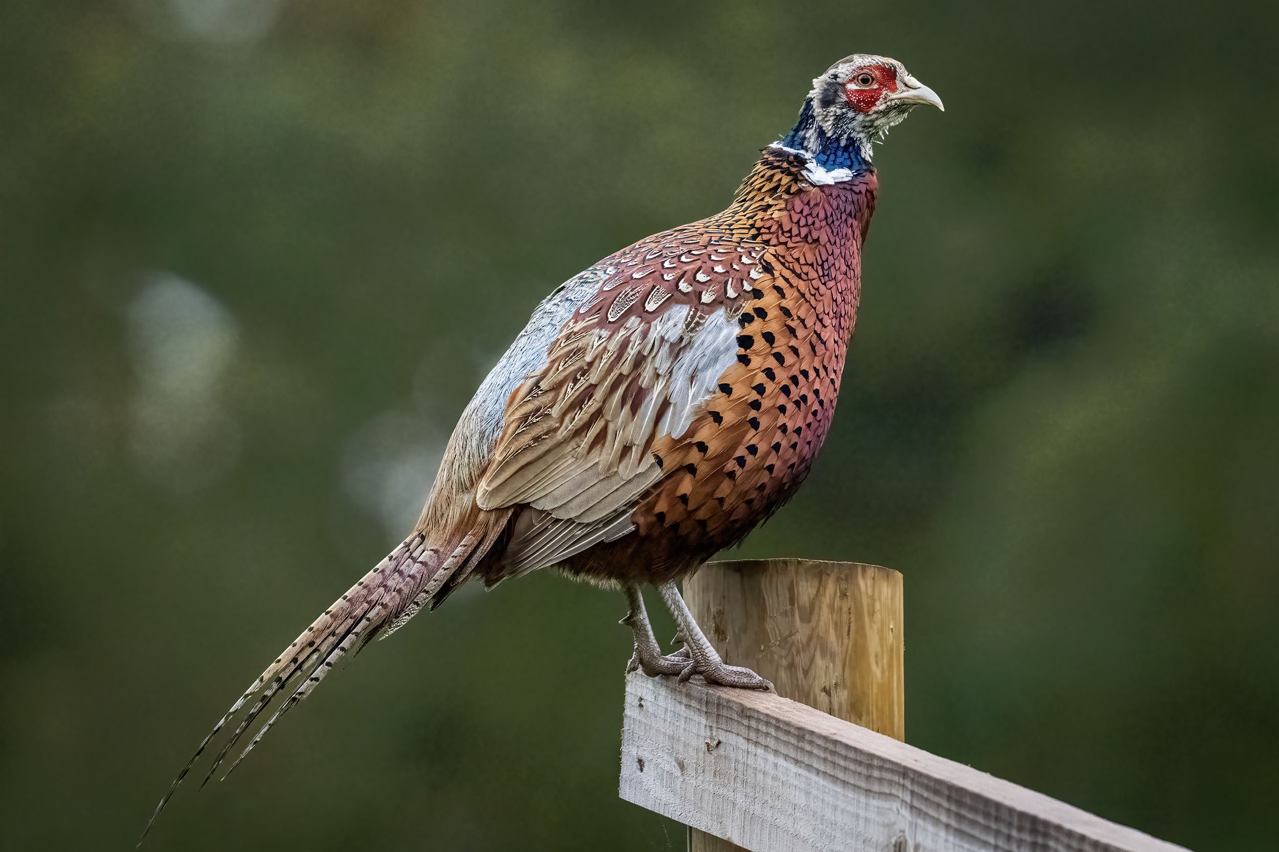 _DSC1725edit copy.jpg