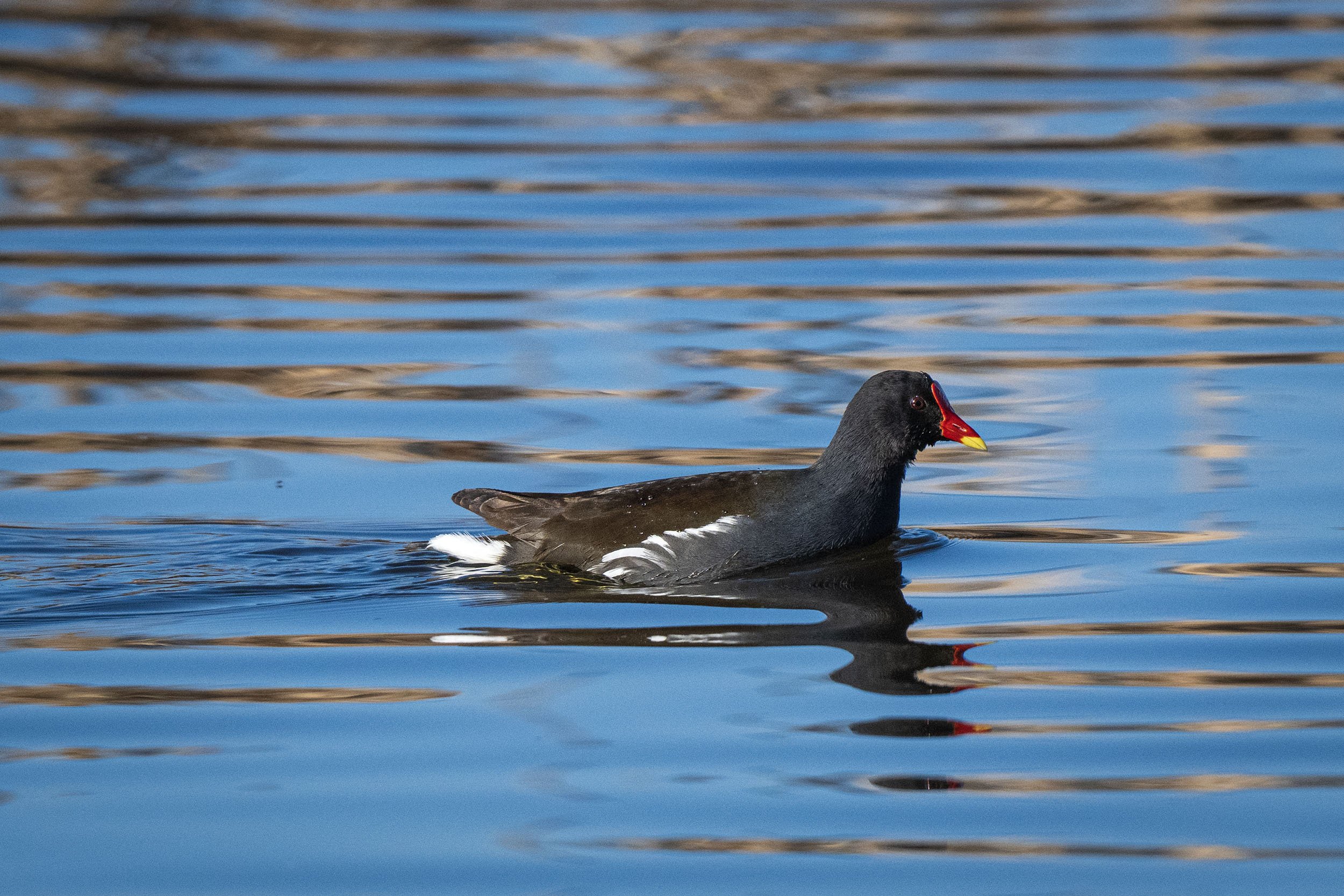 DSC_0591edit copy.jpg