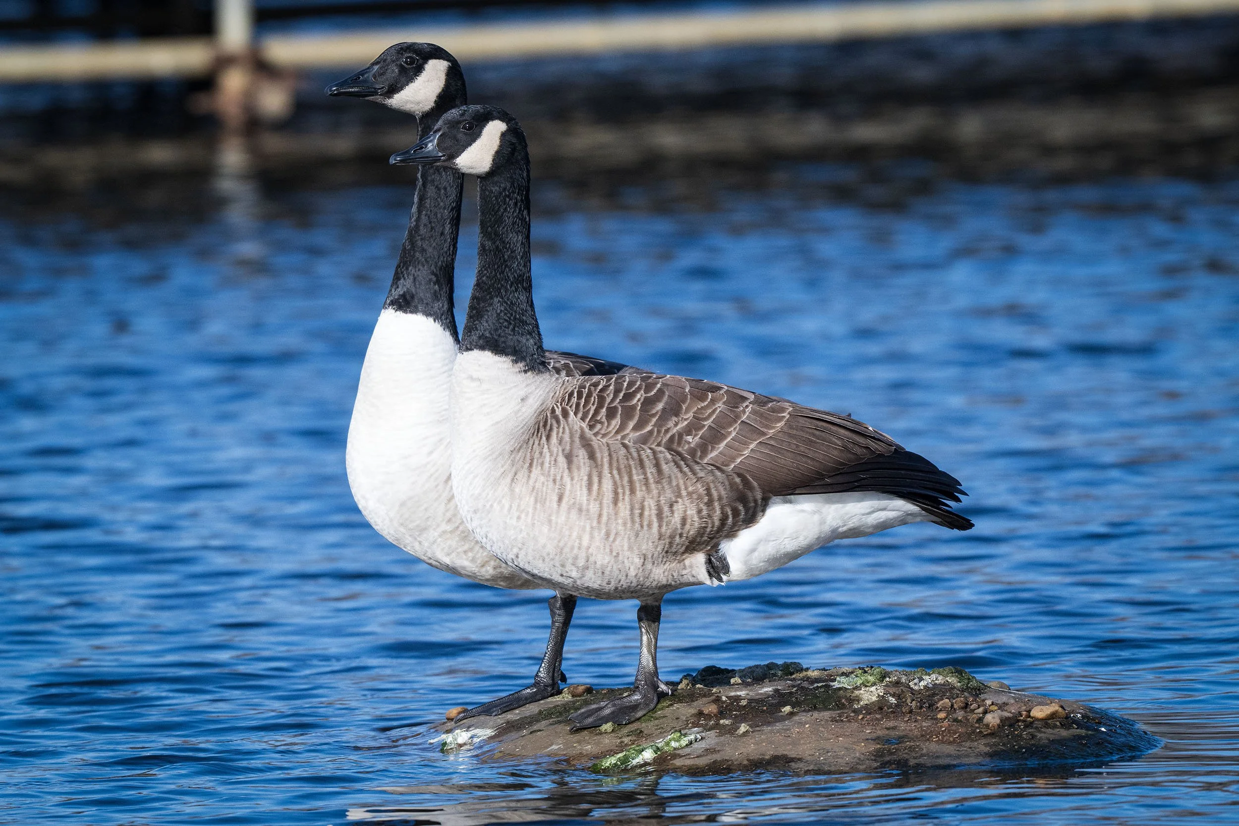 DSC_0534edit copy.jpg