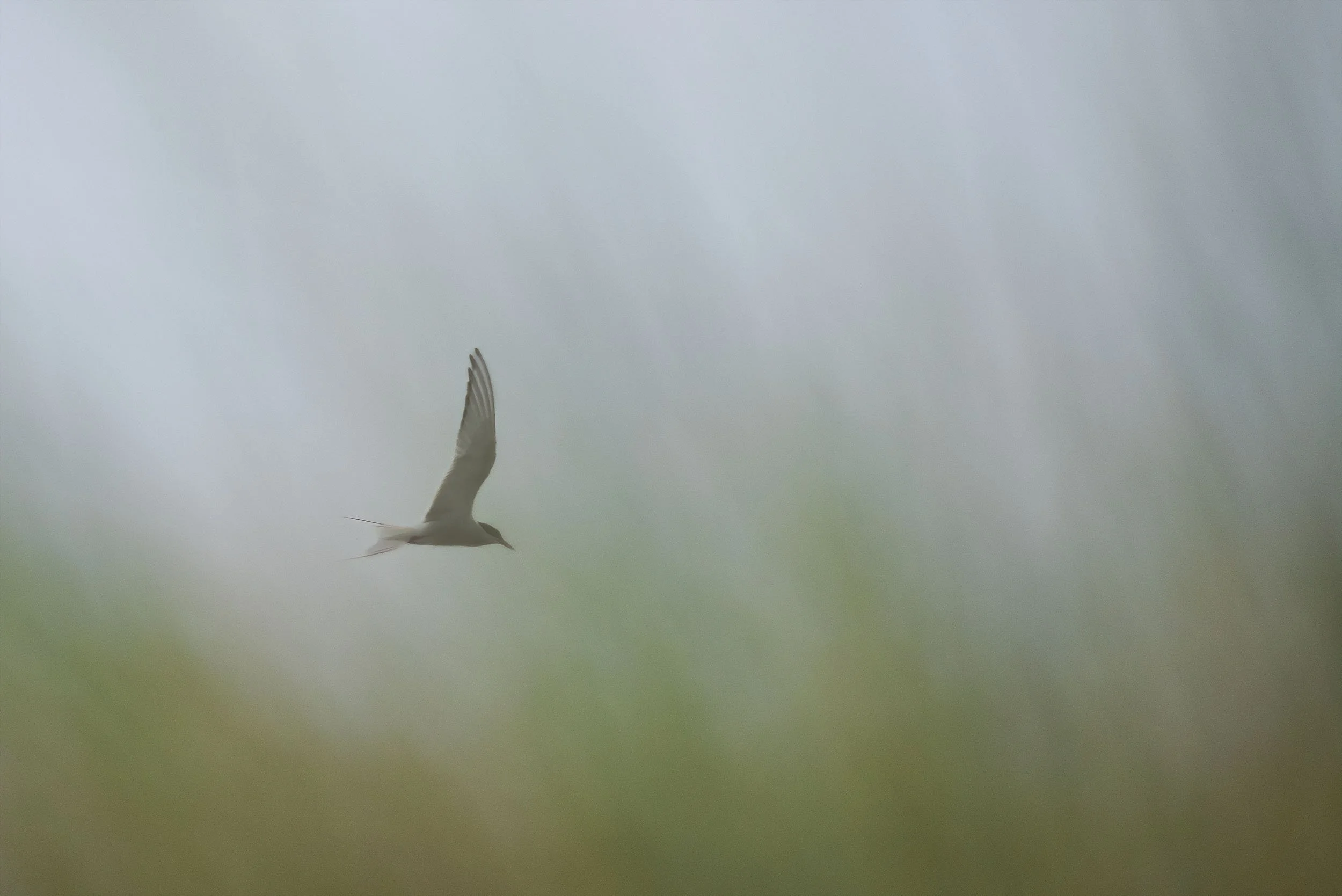 _DSC5562-Edit-Edit-Edit copy.jpg